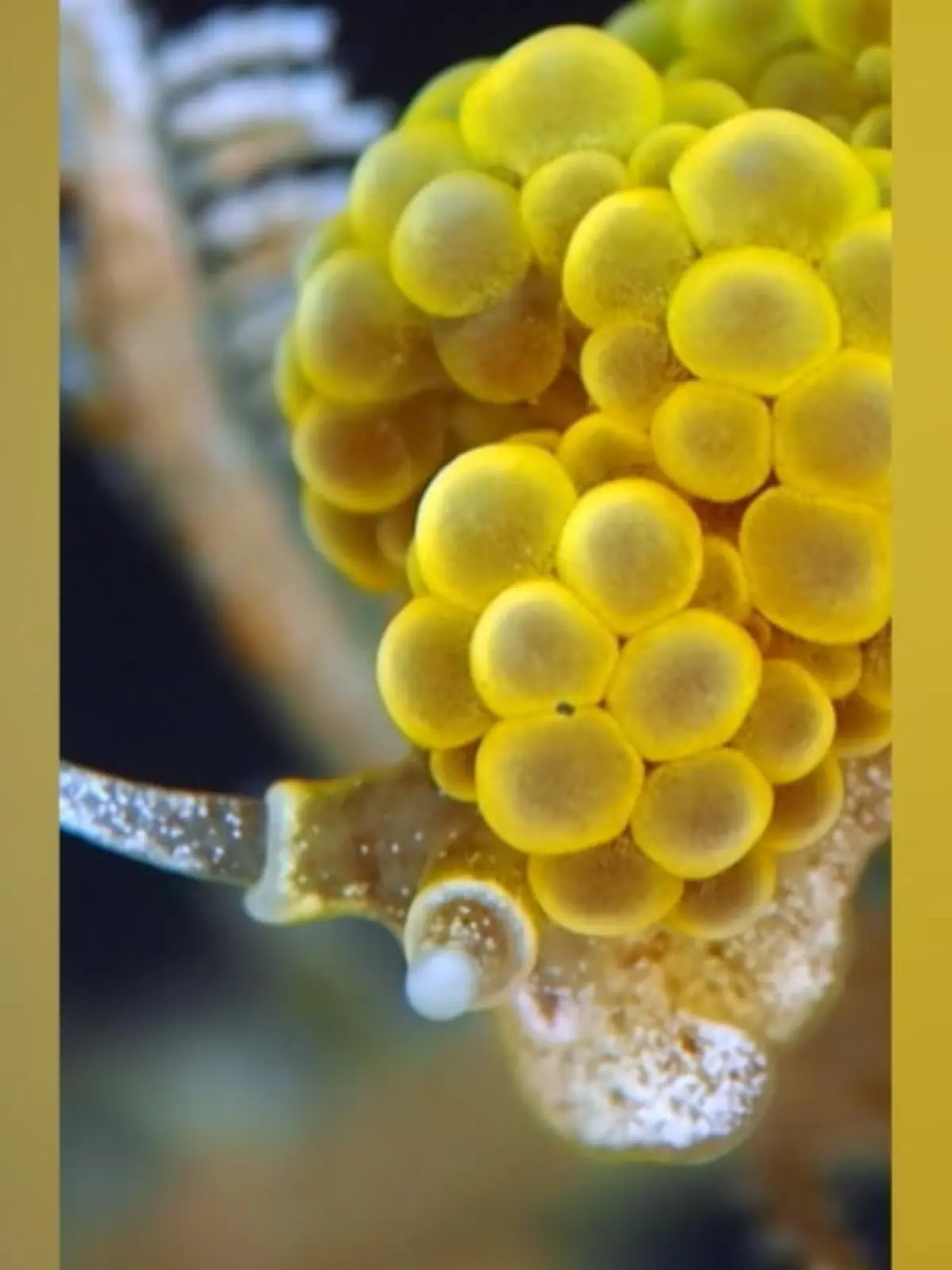 Kriechen hier etwa Weintrauben im Wasser? Oder handelt es sich doch um ein Wesen aus einer fernen Galaxie? Nicht aus dem Weltall, sondern aus unseren Weltmeeren stammt dieses Tier - was übrigens keine Weintraube, sondern ein sogenannter Nacktkiemer ist. Dieses Exemplar wurde vor Indonesiens Küste gefilmt. Die Schneckenart lebt vor allem in warmen Gewässern und haftet sich dort an Pflanzen und Nesseltiere, um sich zu ernähren. Im Video können Sie das mysteriöse Tier bestaunen.