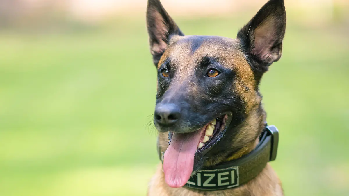 27.05.2020, Niedersachsen, Rastede: Diensthund Simba, ein belgischer Schäferhund im Besitz des Landes Niedersachsen, sitzt auf einer Wiese. Foto: Mohssen Assanimoghaddam/dpa +++ dpa-Bildfunk +++
