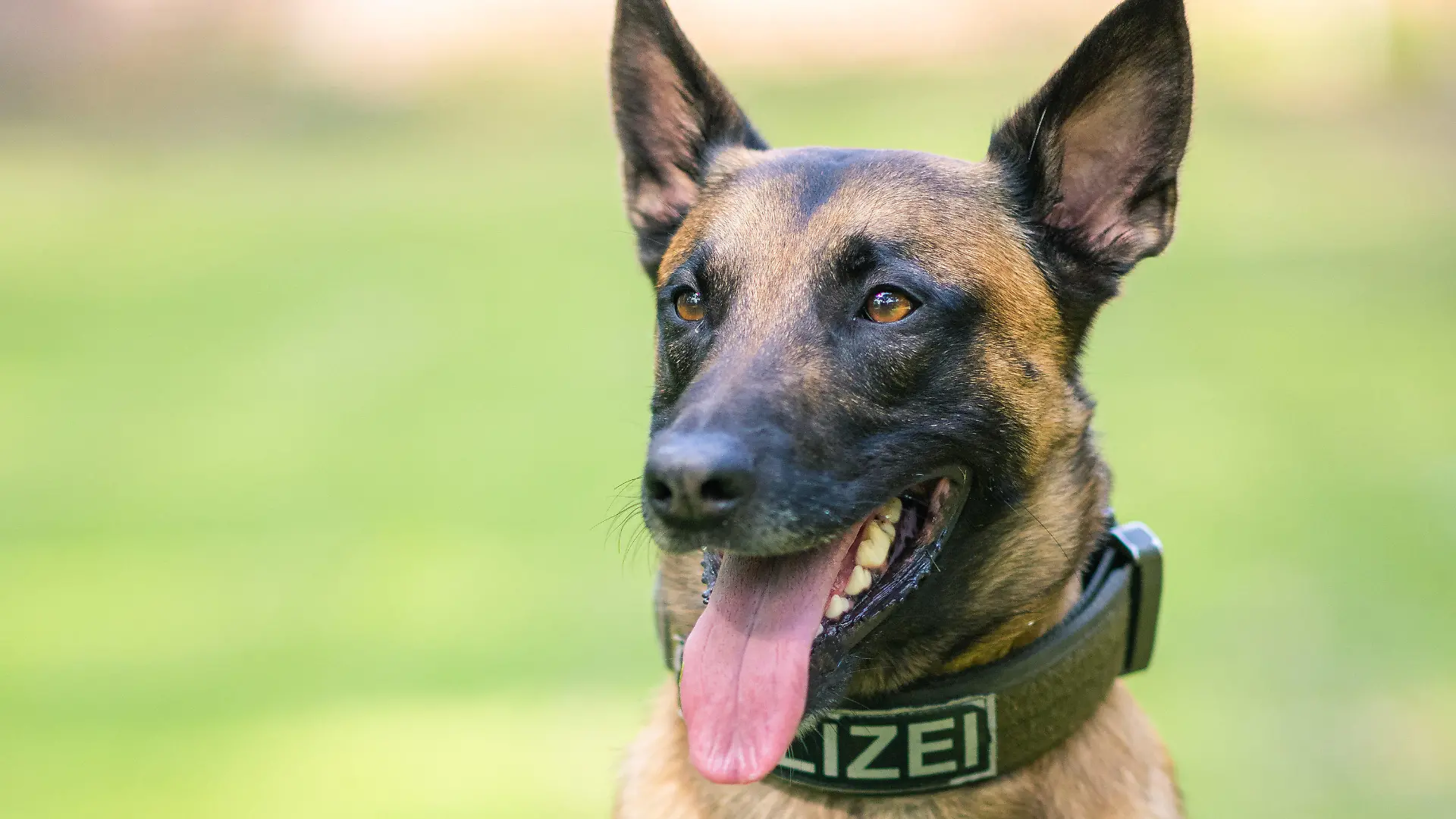 27.05.2020, Niedersachsen, Rastede: Diensthund Simba, ein belgischer Schäferhund im Besitz des Landes Niedersachsen, sitzt auf einer Wiese. Foto: Mohssen Assanimoghaddam/dpa +++ dpa-Bildfunk +++
