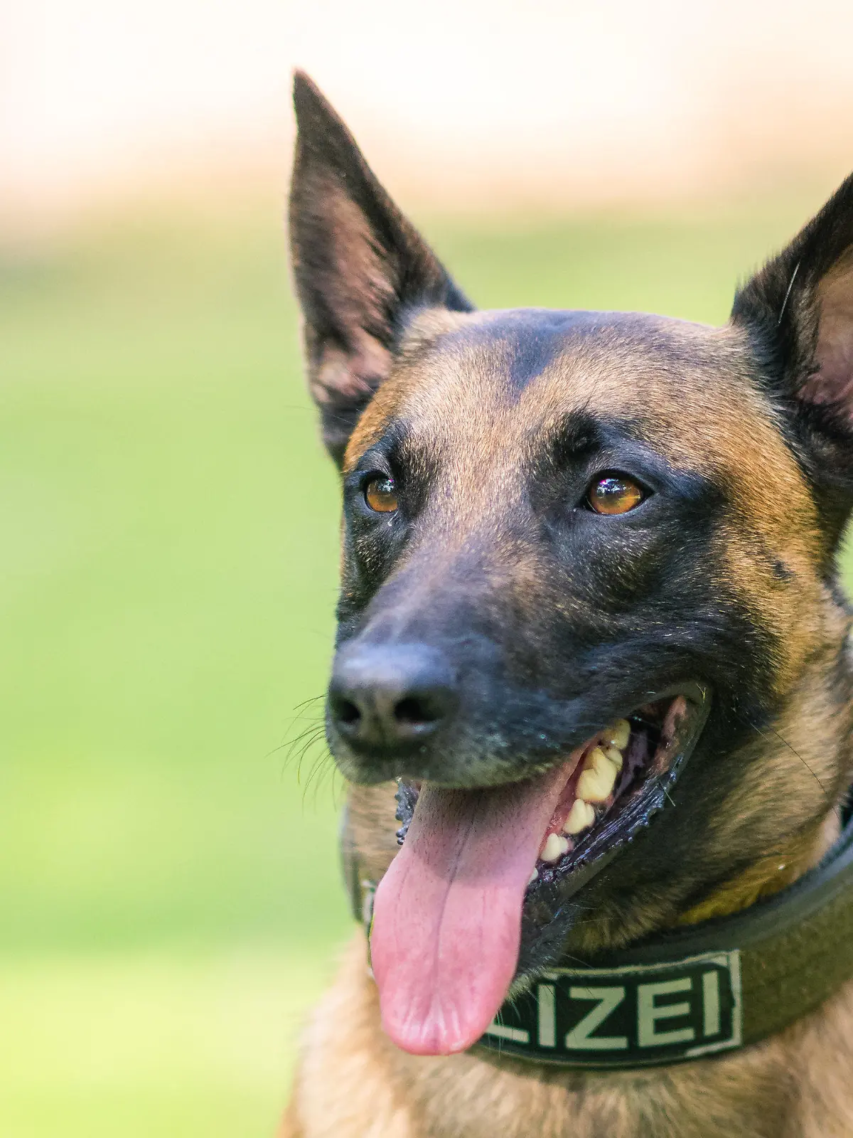 27.05.2020, Niedersachsen, Rastede: Diensthund Simba, ein belgischer Schäferhund im Besitz des Landes Niedersachsen, sitzt auf einer Wiese. Foto: Mohssen Assanimoghaddam/dpa +++ dpa-Bildfunk +++