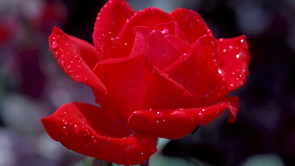 Nahaufnahme einer roten Roseblüte mit Tautropfen.