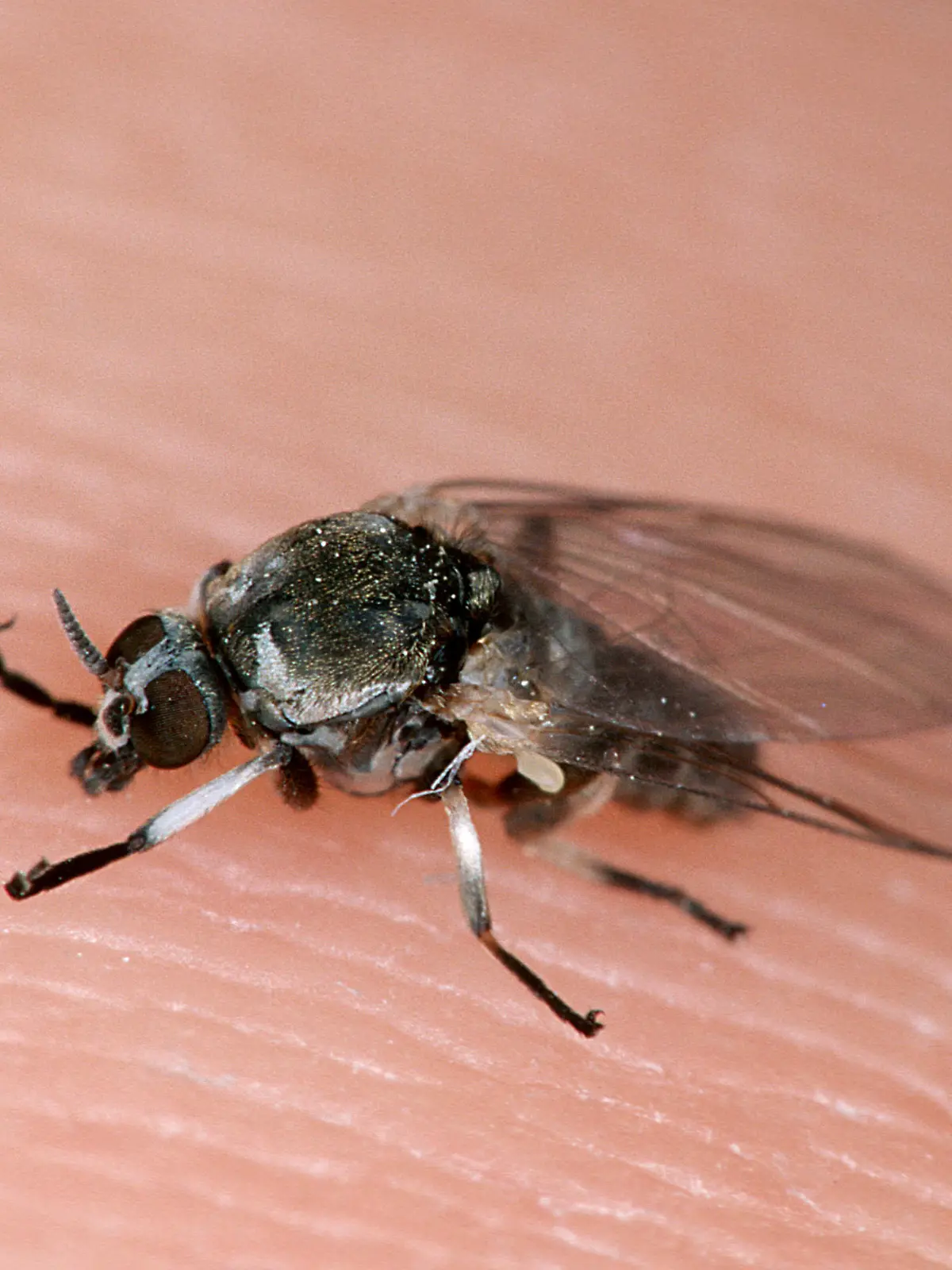 DEU, 2002: Kriebelmuecke, Gnitze (Simulium equinum) auf menschlicher Haut. [en] Black Fly (Simulium equinum) on human skin. | DEU, 2002: Black Fly (Simulium equinum) on human skin. |