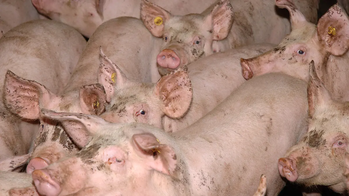 Schweine in einer Schweinemastanlage in Deutschland am 31.12.2004. Die Tiere werden innerhalb von 4-6 Monaten auf bis zu 120 kg gemästet. +++(c) dpa - Report+++
