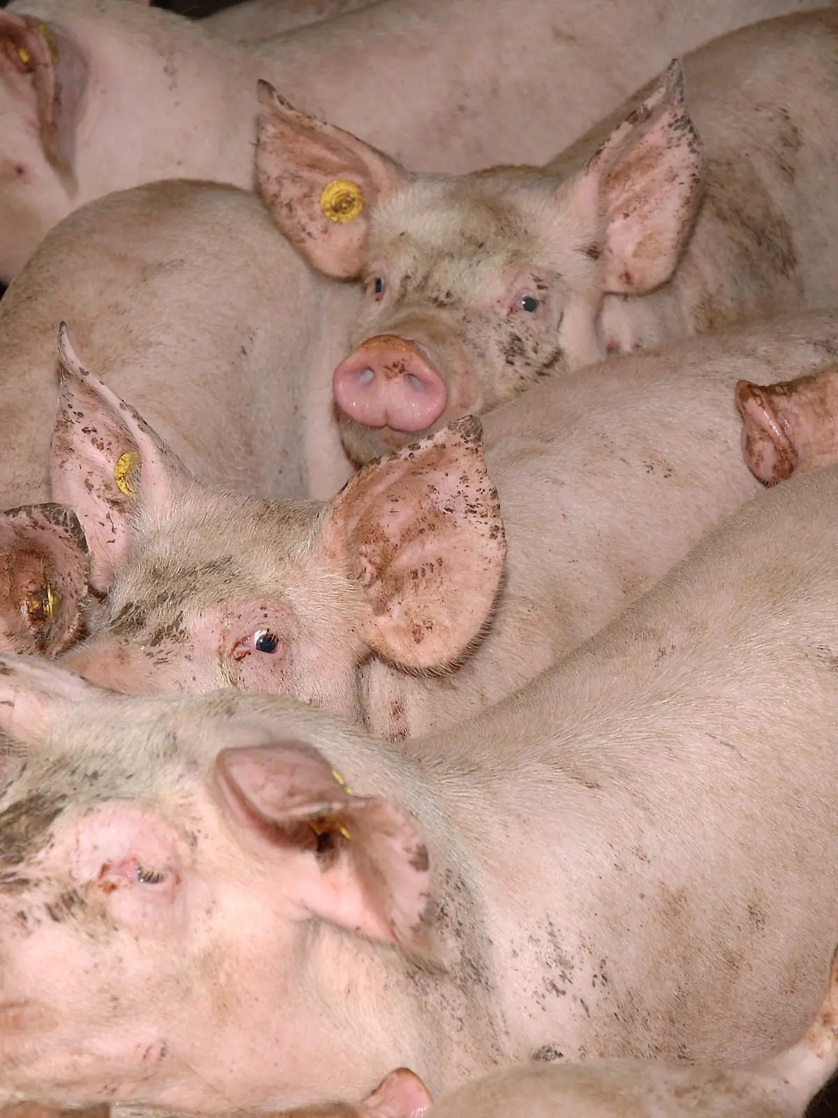 Schweine in einer Schweinemastanlage in Deutschland am 31.12.2004. Die Tiere werden innerhalb von 4-6 Monaten auf bis zu 120 kg gemästet. +++(c) dpa - Report+++
