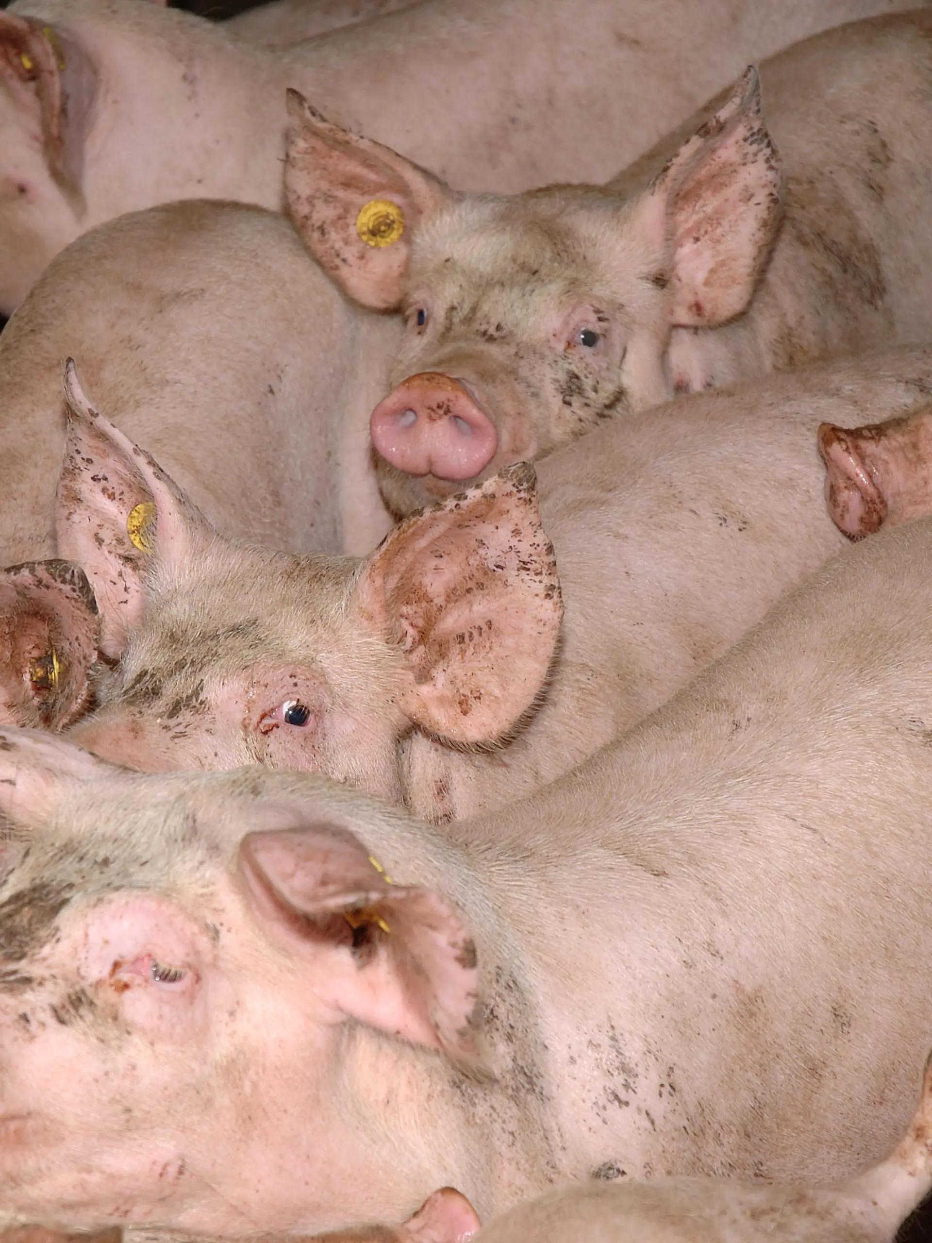 Schweine in einer Schweinemastanlage in Deutschland am 31.12.2004. Die Tiere werden innerhalb von 4-6 Monaten auf bis zu 120 kg gemästet. +++(c) dpa - Report+++