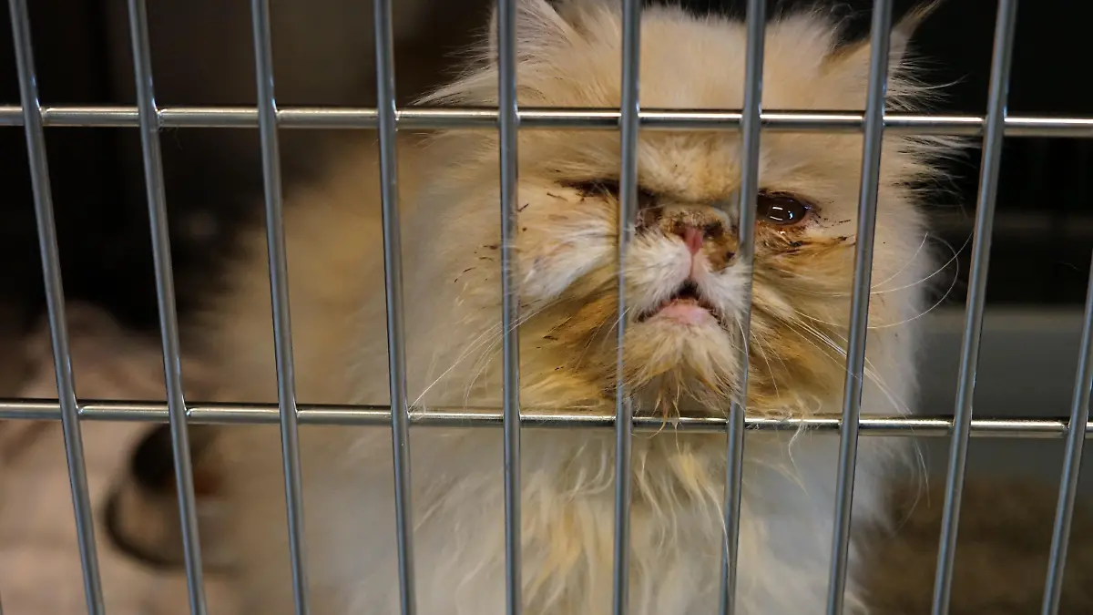 Die Perserkatzen haben entzündete Augen und starke Atemprobleme.