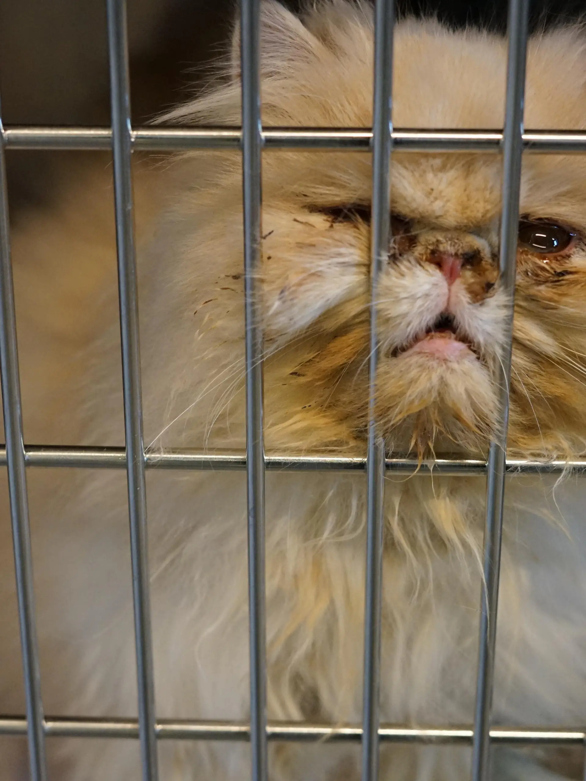 Die Perserkatzen haben entzündete Augen und starke Atemprobleme.