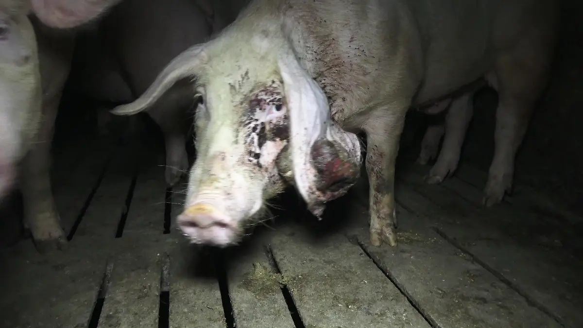 Foto: Deutsches Tierschutzbüro e. V.
