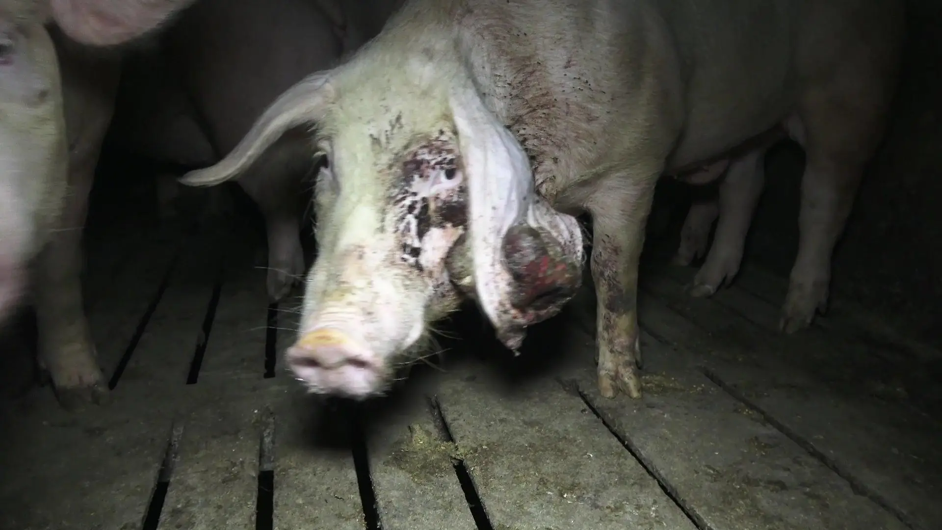Foto: Deutsches Tierschutzbüro e. V.