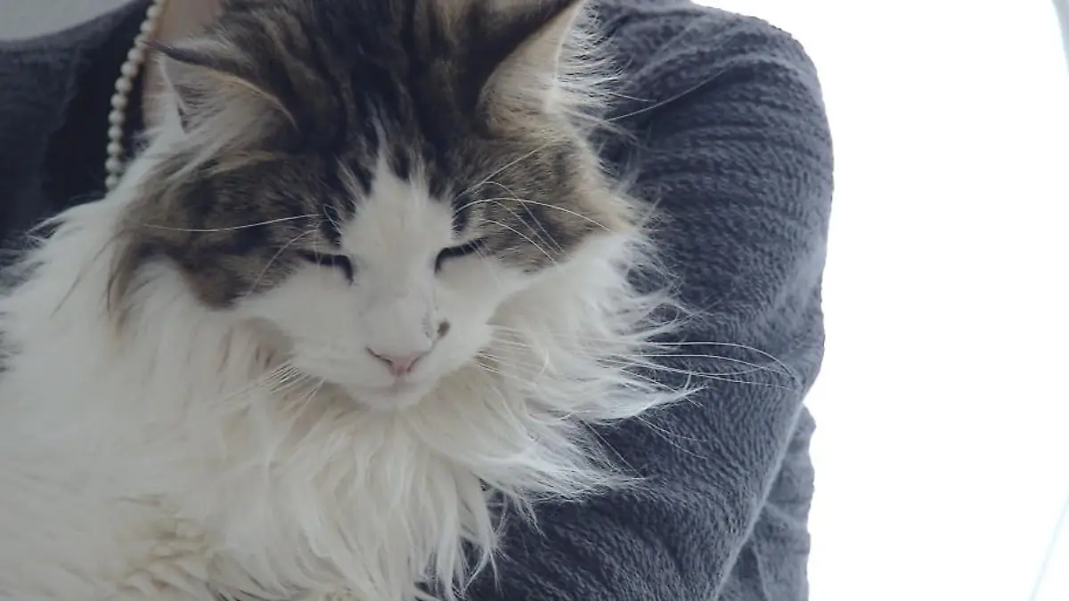 Das bedeutet die Katzen-Mimik Katzen haben drei Gesichtsausdrücke