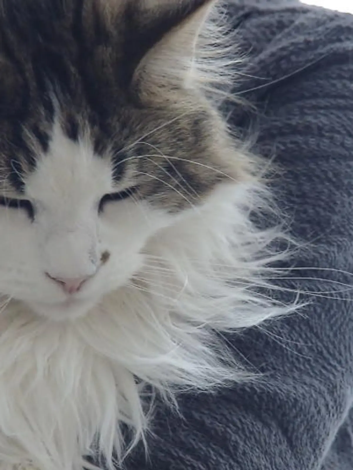 Bild zu: "Das bedeutet die Katzen-Mimik"