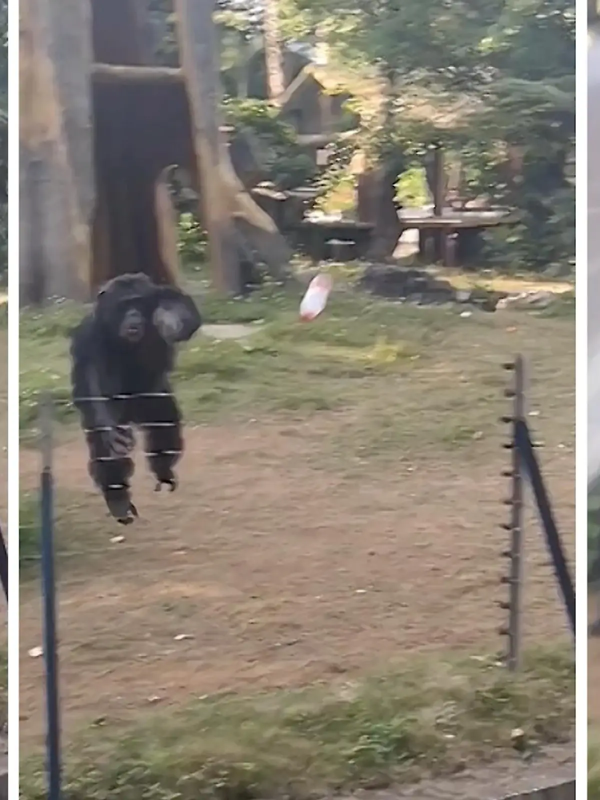 Er hat die Schnauze voll! Ein verärgerter Schimpanse wirft mit einer gefüllten Wasserflasche nach den Besuchern eines Zoos in China und trifft dabei eine filmende Frau voll ins Gesicht. Nach Angaben eines Zoomitarbeiters wurde er kurz vor dem Angriff provoziert. Der Schimpanse sei bekannt dafür, dass er mit Gegenständen nach Besuchern wirft. Den treffsicheren Wurf sehen Sie im Video.