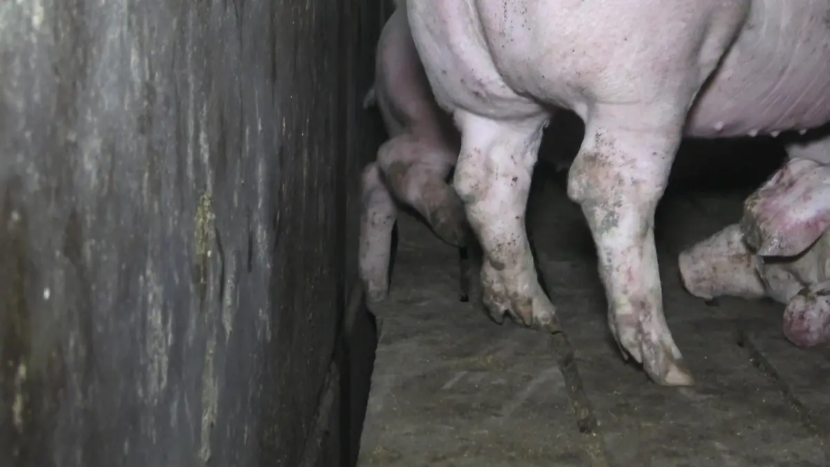 Foto: Deutsches Tierschutzbüro e. V.