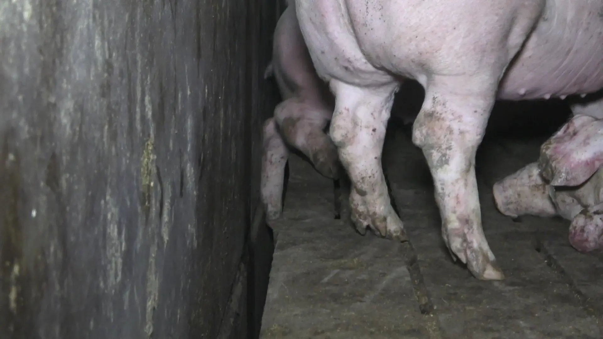 Foto: Deutsches Tierschutzbüro e. V.