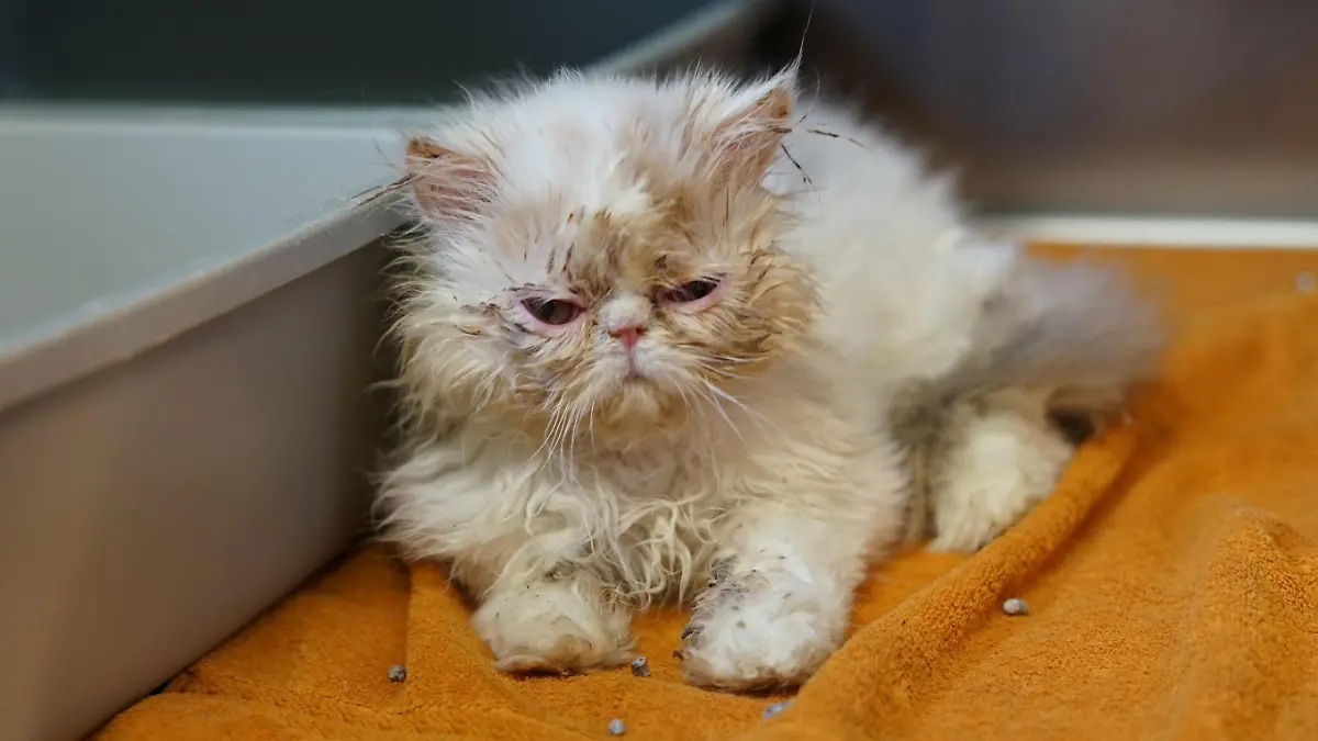 Die Perserkatzen haben entzündete Augen und starke Atemprobleme.