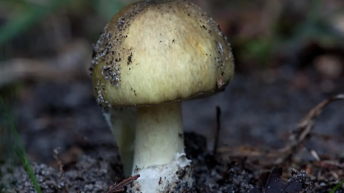 Zum Themendienst-Bericht vom 18. September 2014: Ein Grüner Knollenblätterpilz (Amanita phalloides) ist sehr giftig. Aber er ist nicht immer grün - hat er einen weißen Hut, sieht er dem Champignon zum Verwechseln ähnlich. (Archivbild vom 12.09.2013/Die Veröffentlichung ist für dpa-Themendienst-Bezieher honorarfrei.) Foto: Klaus-Dietmar Gabbert