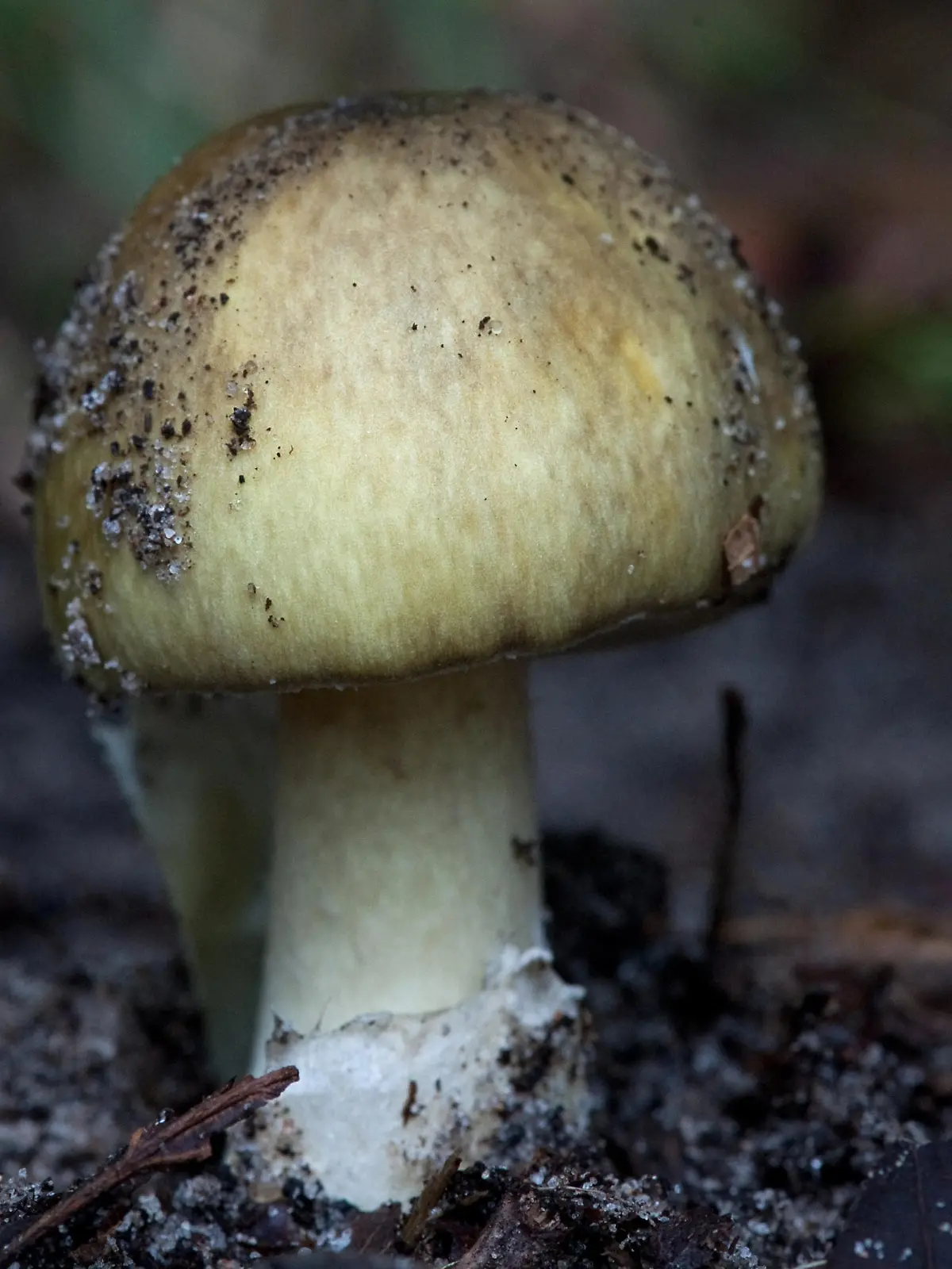 Zum Themendienst-Bericht vom 18. September 2014: Ein Grüner Knollenblätterpilz (Amanita phalloides) ist sehr giftig. Aber er ist nicht immer grün - hat er einen weißen Hut, sieht er dem Champignon zum Verwechseln ähnlich. (Archivbild vom 12.09.2013/Die Veröffentlichung ist für dpa-Themendienst-Bezieher honorarfrei.) Foto: Klaus-Dietmar Gabbert