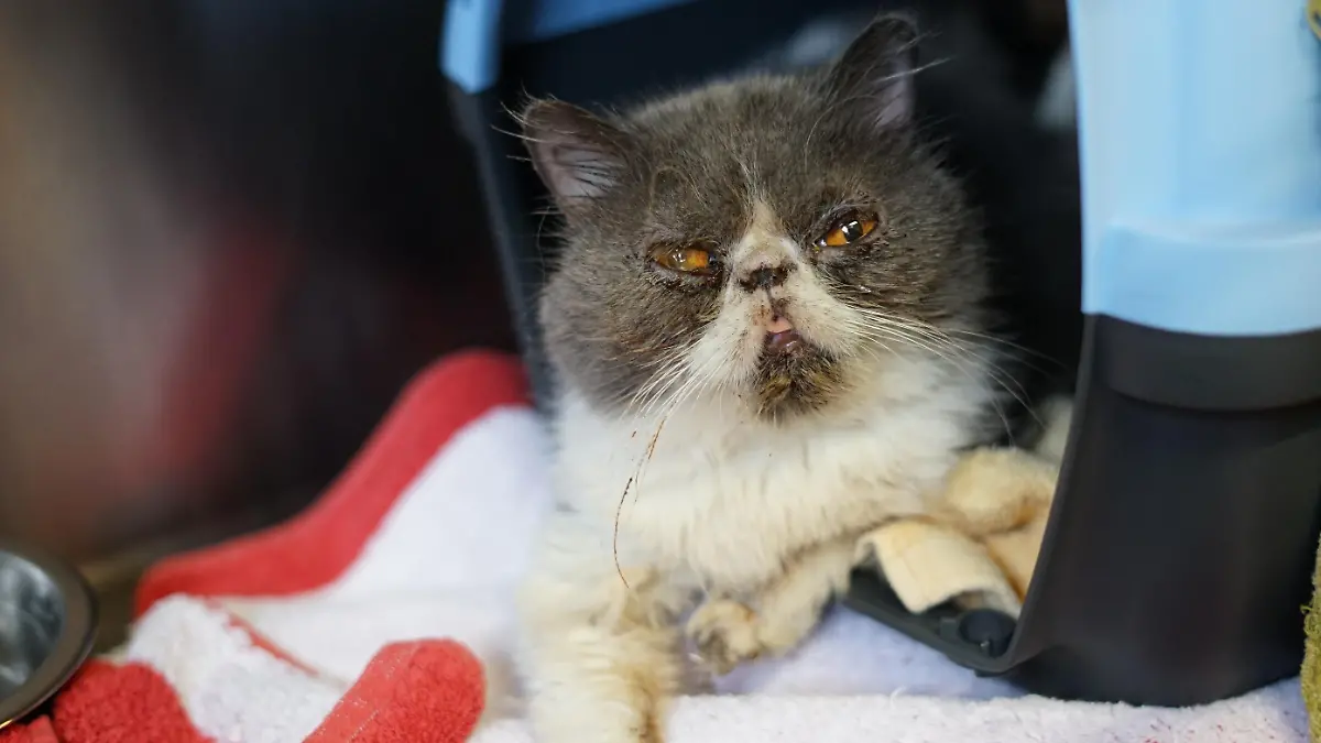 Der Hamburger Tierschutzverein versucht, alle Katzen wieder aufzupäppeln.