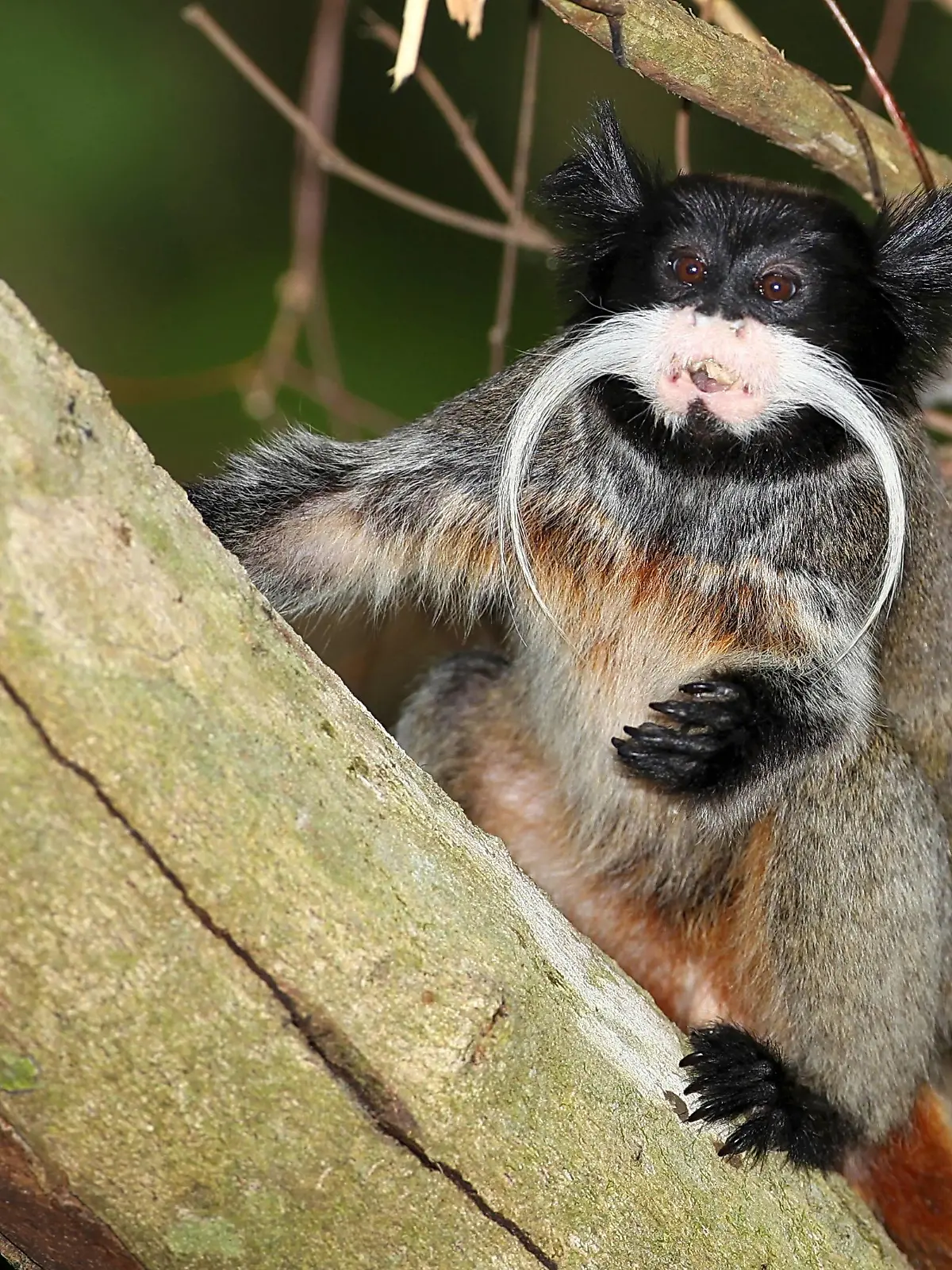 Kaiserschnurrbarttamarin, Kaiserschnurrbart-Tamarin (Saguinus imperator), sitzt auf einem Ast, Brasilien, Acre | Emperor tamarin (Saguinus imperator), sitting on a branch, Brazil, Acre