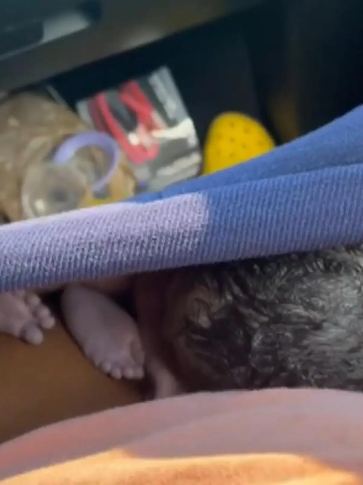 Es ist wohl die Horrorvorstellung einer jeden werdenden Mutter: die Fruchtblase platzt und man steckt mitten im Stau. Genau das ist einer jungen Mutter in Atlanta, Georgia passiert. Sie bekam ihr Baby im Auto. Dank der Hilfe eines Polizisten kamen die Eltern samt Baby dann doch noch im Krankenhaus an. Ob die Hilfe noch rechtzeitig kam, sehen Sie im Video.