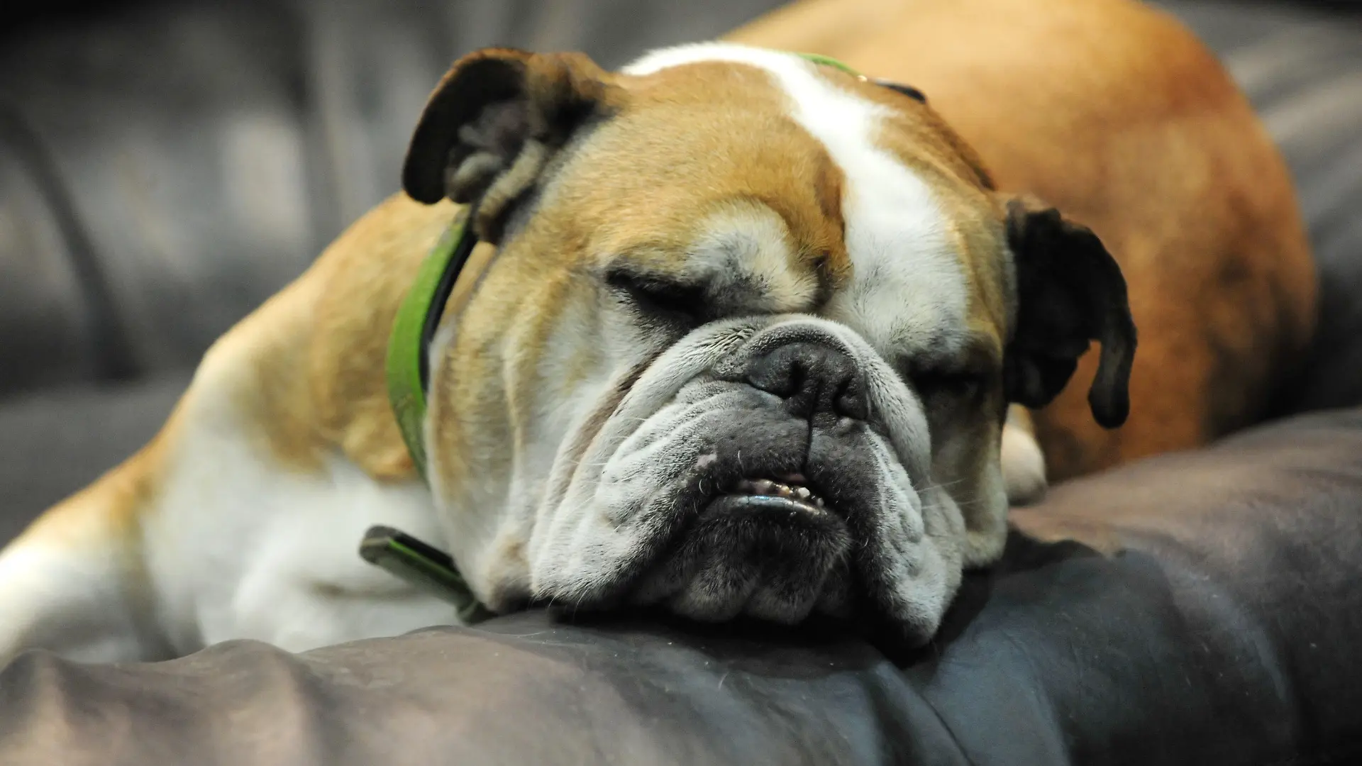 ARCHIV - Eine Englische Bulldogge ruht sich auf der Internationalen Rassehunde-Ausstellung in Berlin auf einem Hundekissen aus (Foto vom 29.03.2009). In Berlin leben immer weniger Hunde, und die Tiere fallen immer seltener Menschen an oder beißen sich mit anderen Hunden. Das ist die Bilanz der "Hundebeißstatistik" des Senats für das vergangene Jahr, wie am Mittwoch (10.03.2010) in der Hauptstadt mitgeteilt wird. Foto: Klaus-Dietmar Gabbert dpa/lbn +++(c) dpa - Bildfunk+++