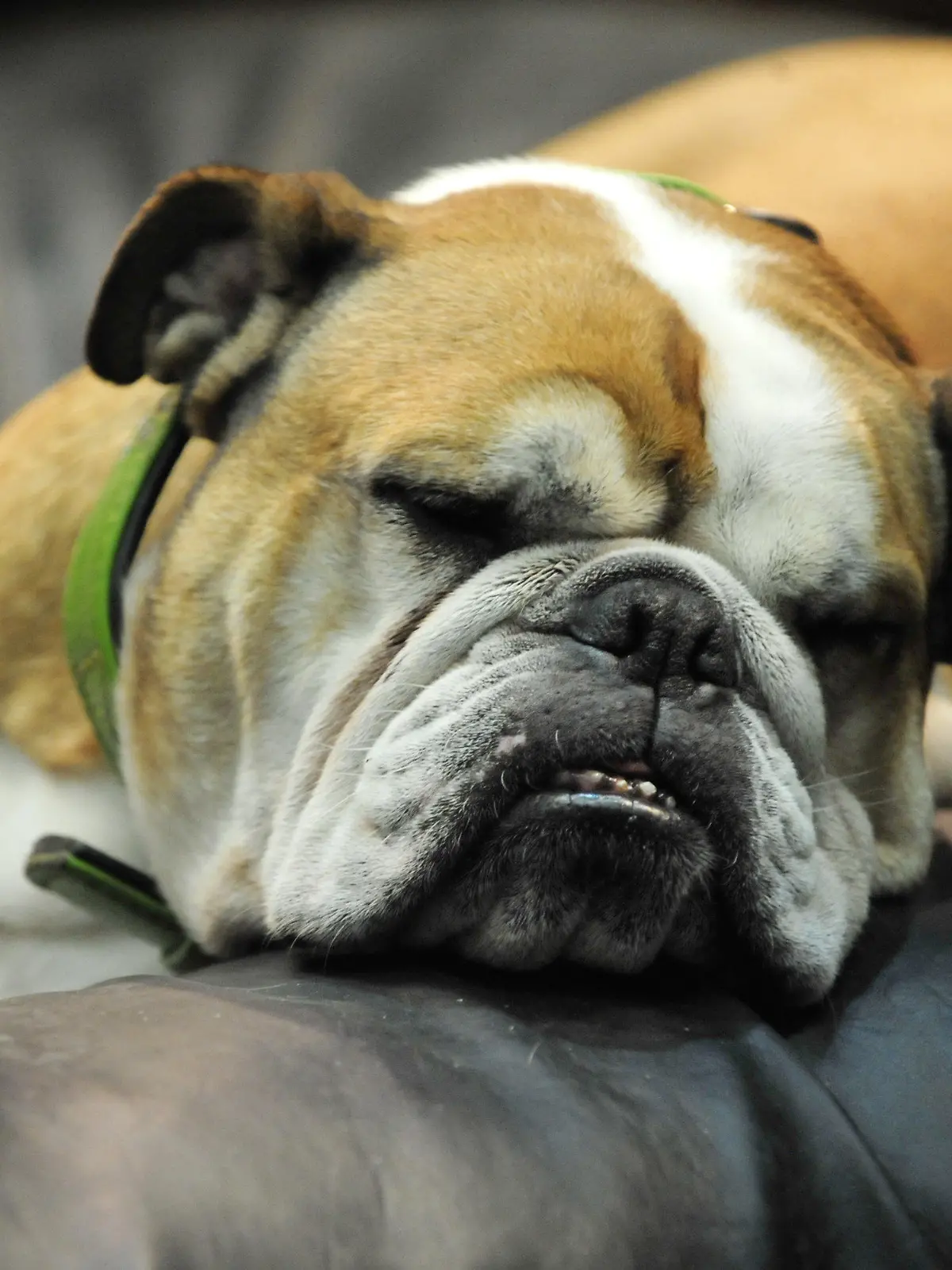 ARCHIV - Eine Englische Bulldogge ruht sich auf der Internationalen Rassehunde-Ausstellung in Berlin auf einem Hundekissen aus (Foto vom 29.03.2009). In Berlin leben immer weniger Hunde, und die Tiere fallen immer seltener Menschen an oder beißen sich mit anderen Hunden. Das ist die Bilanz der "Hundebeißstatistik" des Senats für das vergangene Jahr, wie am Mittwoch (10.03.2010) in der Hauptstadt mitgeteilt wird. Foto: Klaus-Dietmar Gabbert dpa/lbn  +++(c) dpa - Bildfunk+++