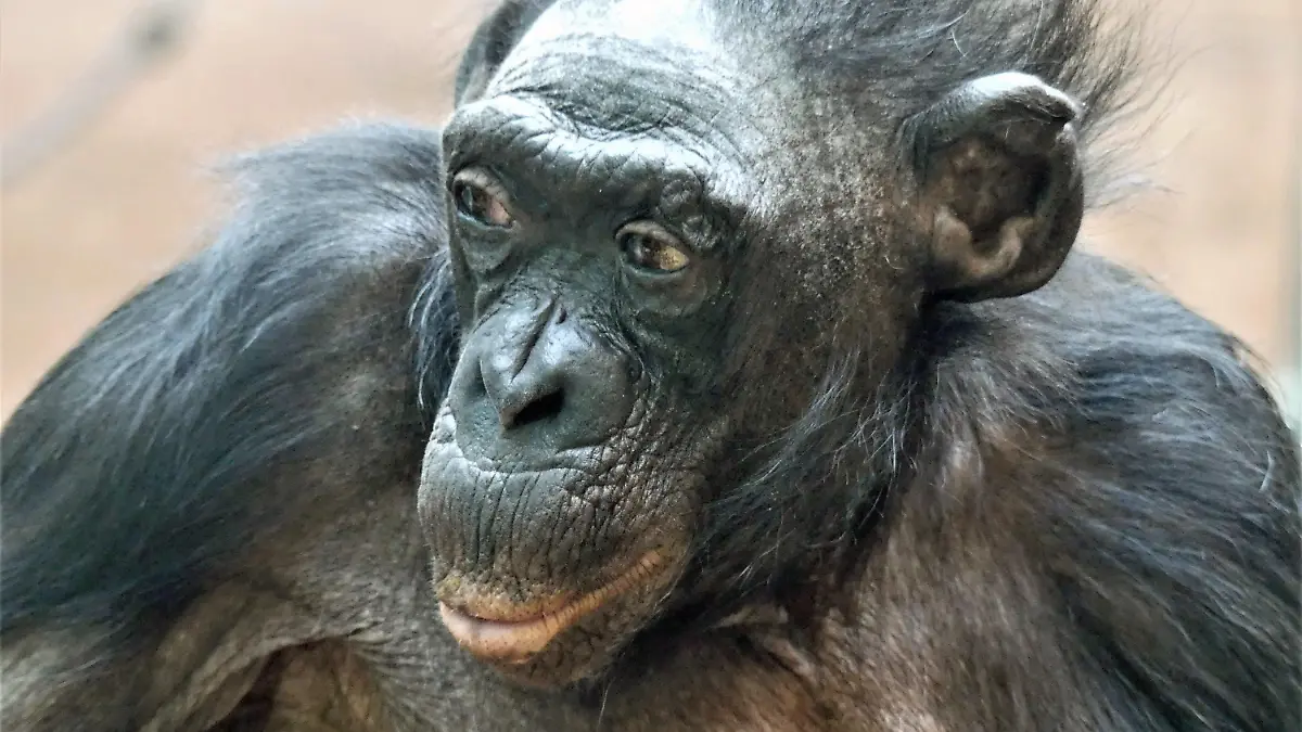 HANDOUT - 03.04.2021, Hessen, Frankfurt/Main: Die Bonobo-Dame «Margrit» im Frankfurter Zoo. Sie war mit vermutlich rund 70 Jahren nicht nur das älteste Tier der Zoo-Gruppe im Menschenaffenhaus, sondern womöglich ihrer ganzen Art. Nun ist sie in ihrem Zoo-Zuhause gestorben.    (zu dpa "Ein langes Affenleben ist zu Ende") Foto: Zoo Frankfurt/dpa - ACHTUNG: Nur zur redaktionellen Verwendung im Zusammenhang mit der aktuellen Berichterstattung und nur mit vollständiger Nennung des vorstehenden Credits +++ dpa-Bildfunk +++
