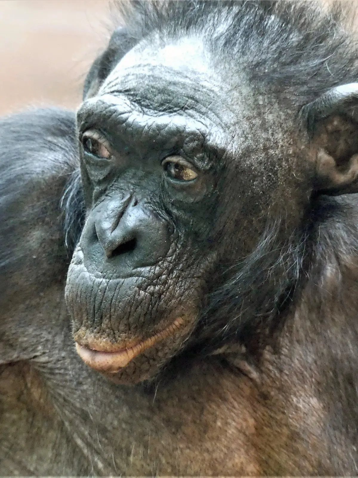 HANDOUT - 03.04.2021, Hessen, Frankfurt/Main: Die Bonobo-Dame «Margrit» im Frankfurter Zoo. Sie war mit vermutlich rund 70 Jahren nicht nur das älteste Tier der Zoo-Gruppe im Menschenaffenhaus, sondern womöglich ihrer ganzen Art. Nun ist sie in ihrem Zoo-Zuhause gestorben.    (zu dpa "Ein langes Affenleben ist zu Ende") Foto: Zoo Frankfurt/dpa - ACHTUNG: Nur zur redaktionellen Verwendung im Zusammenhang mit der aktuellen Berichterstattung und nur mit vollständiger Nennung des vorstehenden Credits +++ dpa-Bildfunk +++