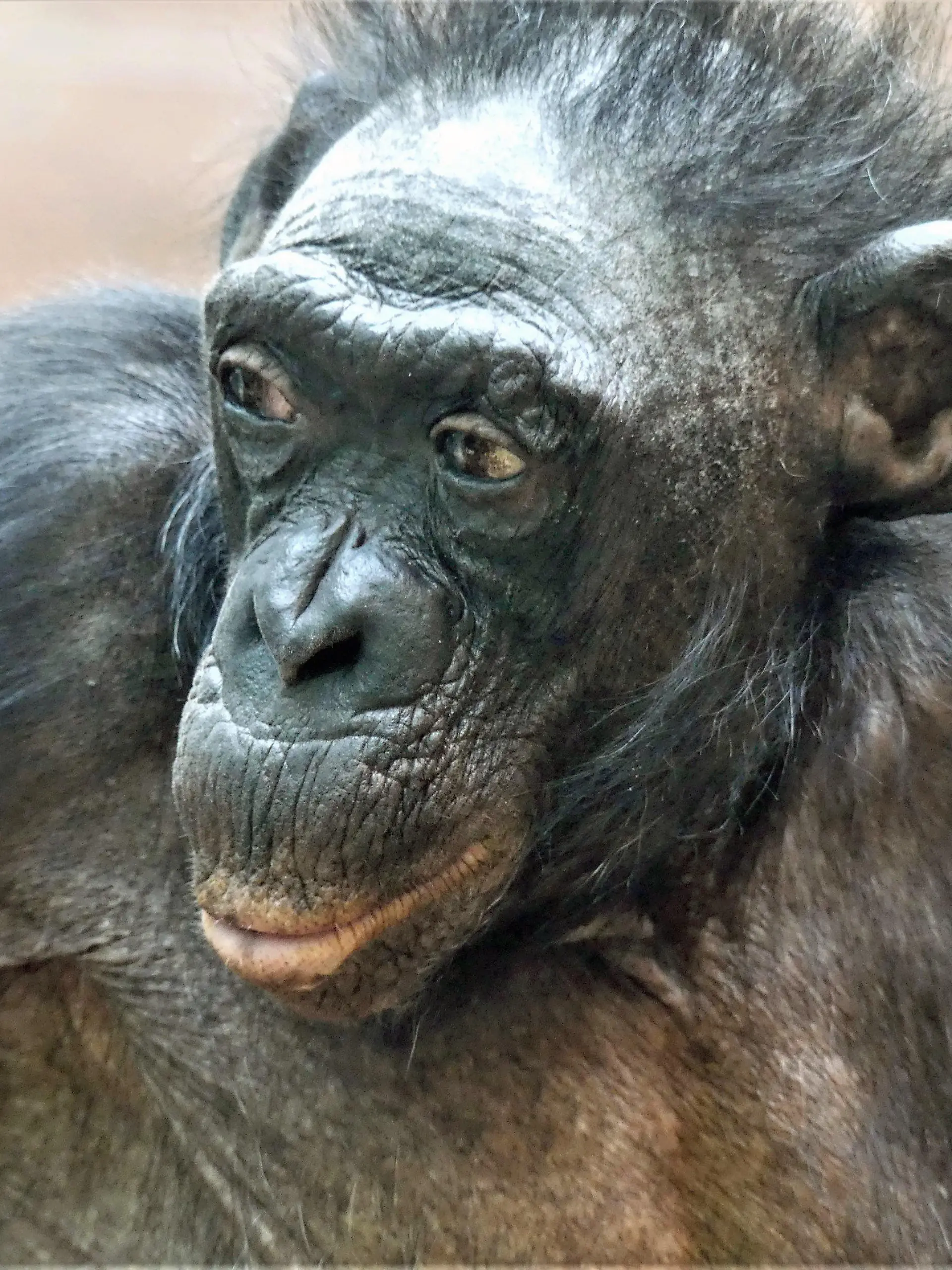 HANDOUT - 03.04.2021, Hessen, Frankfurt/Main: Die Bonobo-Dame «Margrit» im Frankfurter Zoo. Sie war mit vermutlich rund 70 Jahren nicht nur das älteste Tier der Zoo-Gruppe im Menschenaffenhaus, sondern womöglich ihrer ganzen Art. Nun ist sie in ihrem Zoo-Zuhause gestorben.    (zu dpa "Ein langes Affenleben ist zu Ende") Foto: Zoo Frankfurt/dpa - ACHTUNG: Nur zur redaktionellen Verwendung im Zusammenhang mit der aktuellen Berichterstattung und nur mit vollständiger Nennung des vorstehenden Credits +++ dpa-Bildfunk +++