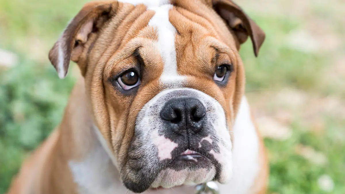 Englische Bulldogge