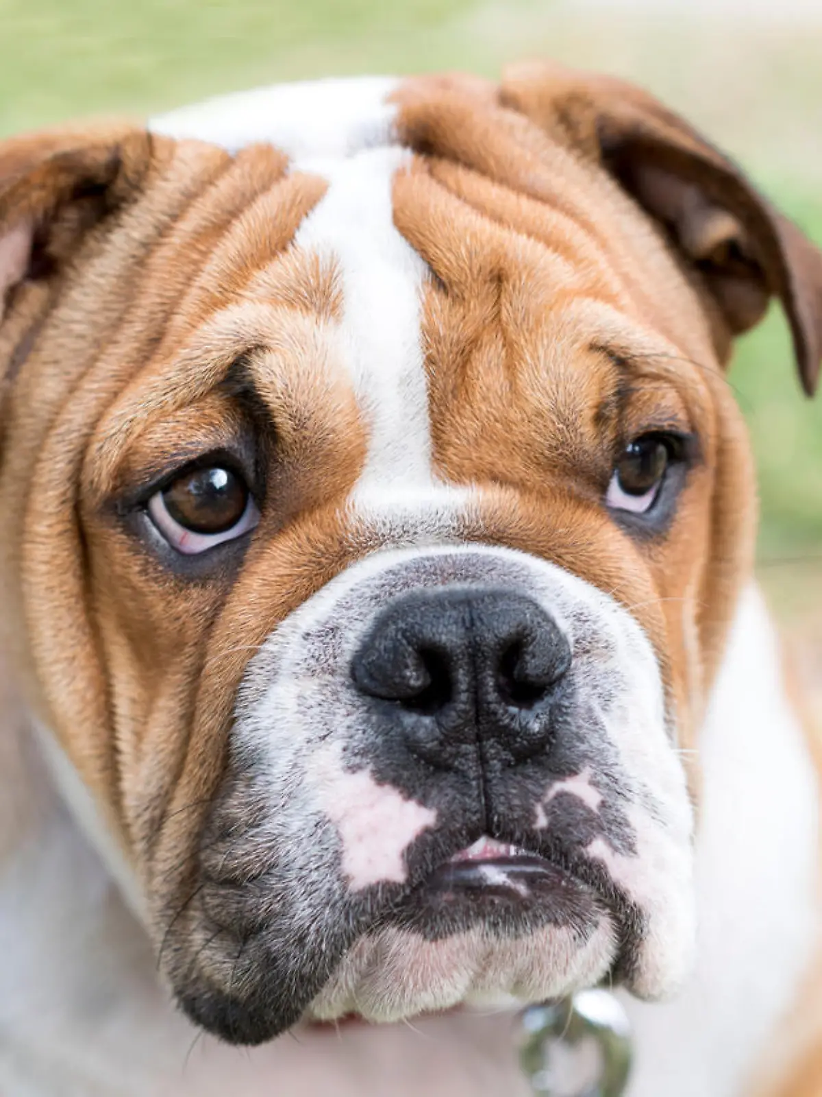 Englische Bulldogge