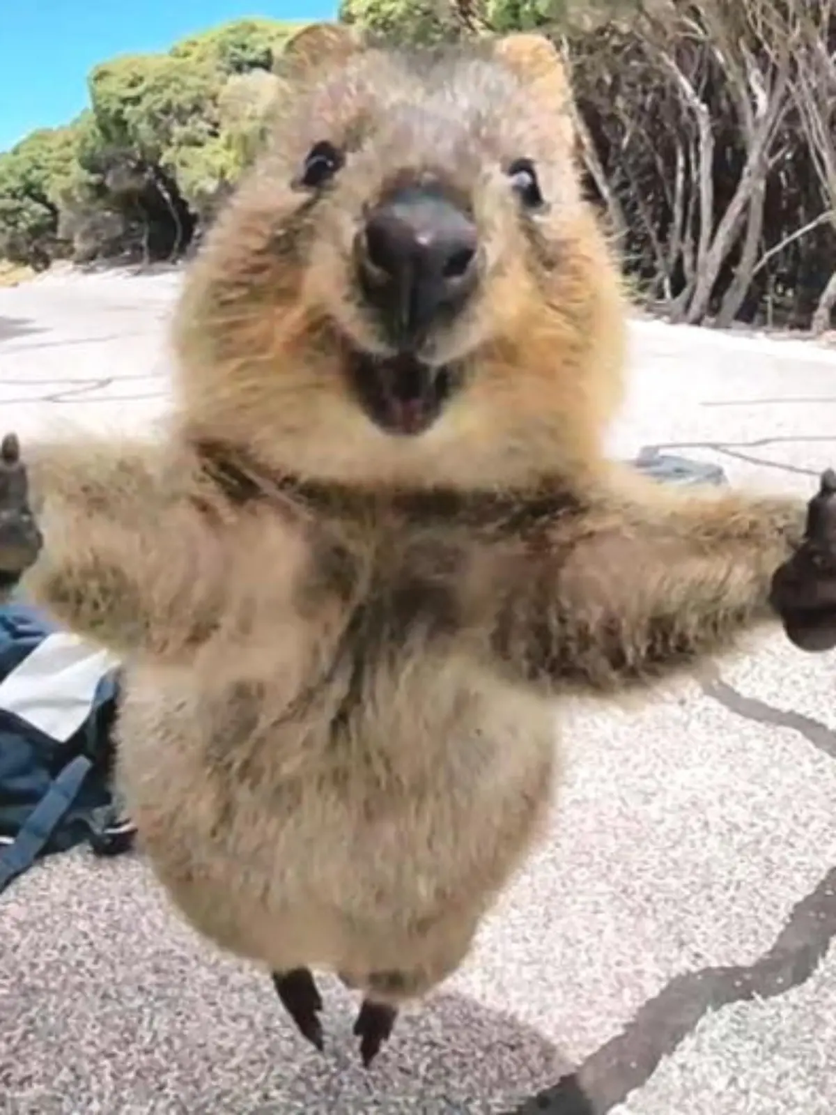 Quokka