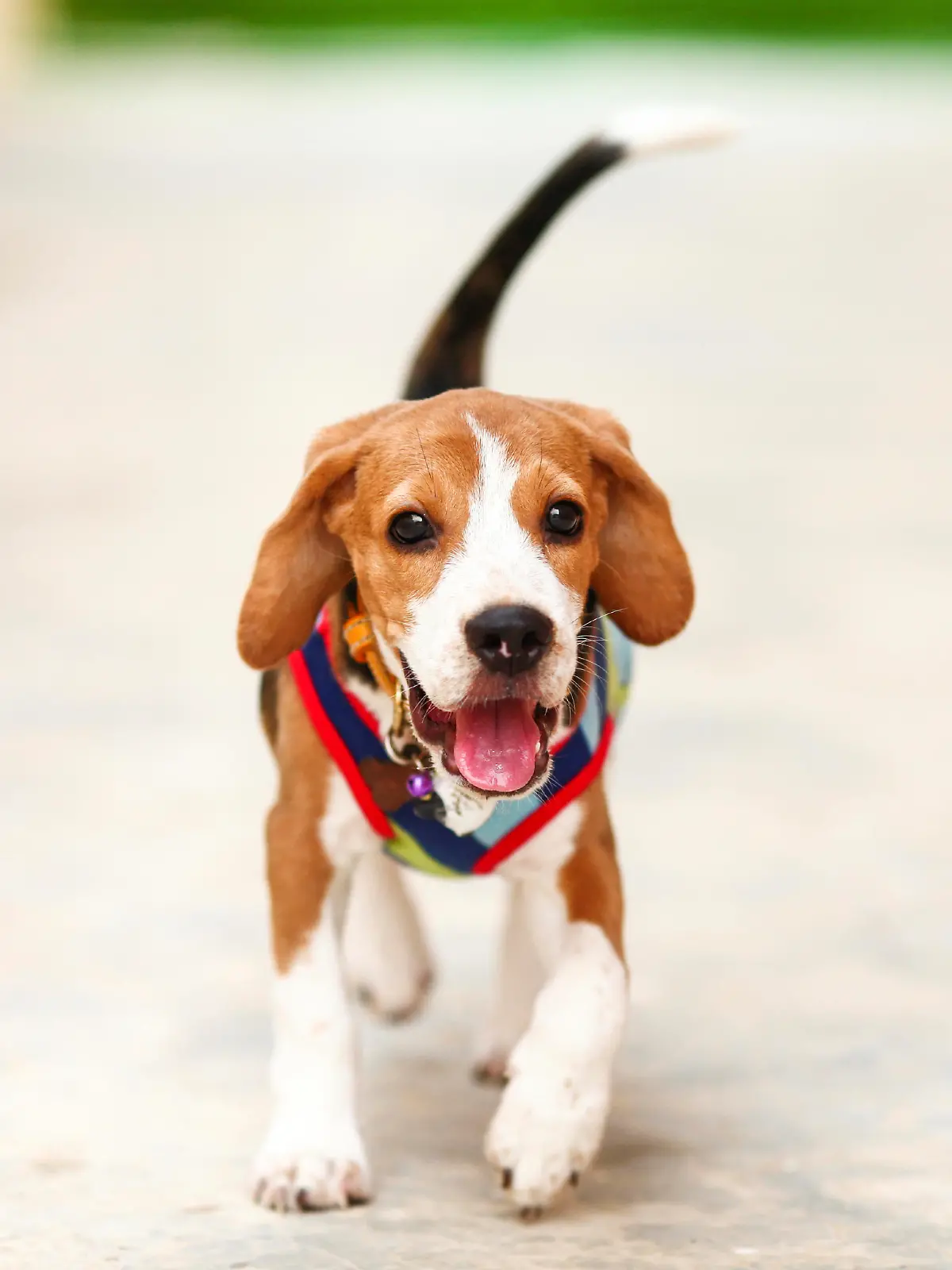 Hund iStock Beagle.jpg