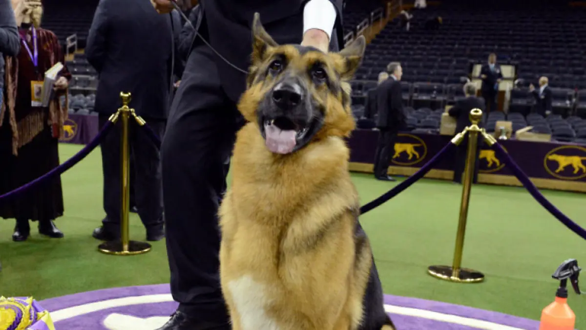 Schäferhund Rumor ist offiziell der schönste Hund der Welt Tierisches Topmodel