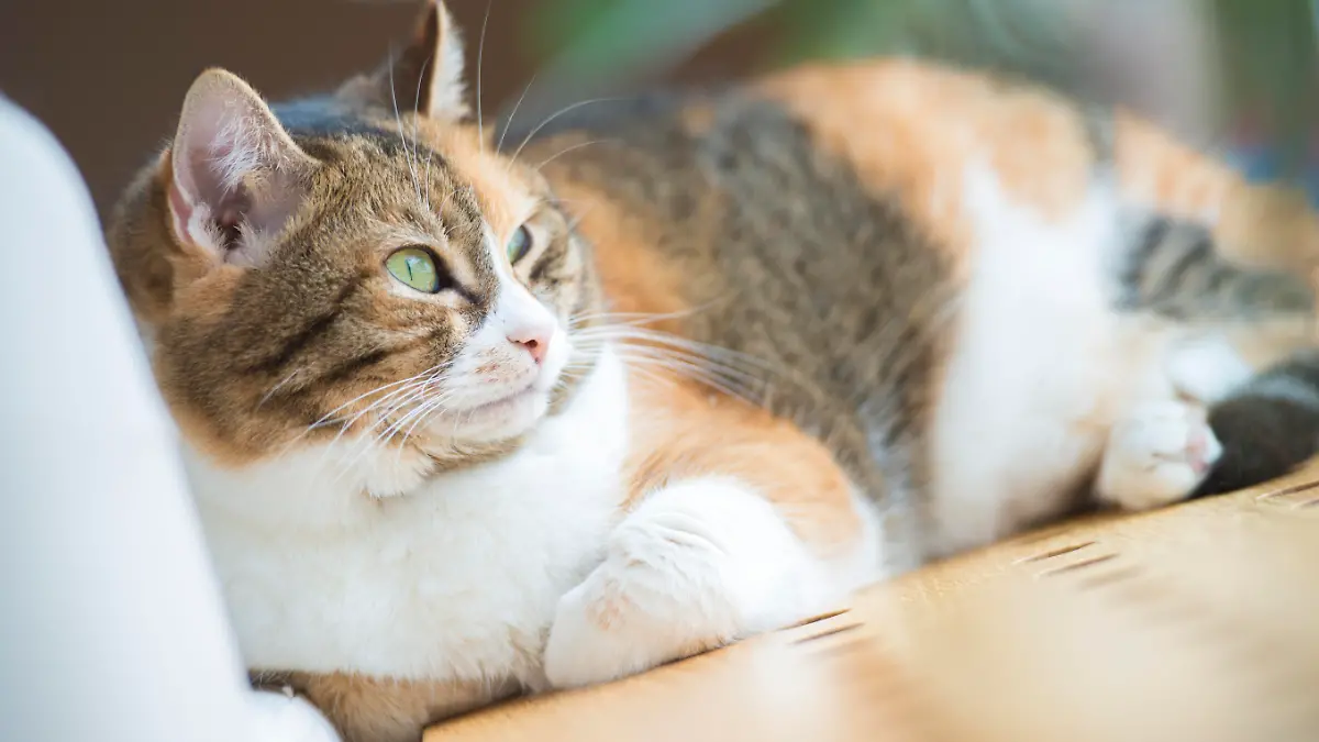 Katze-Glckskatze.jpg