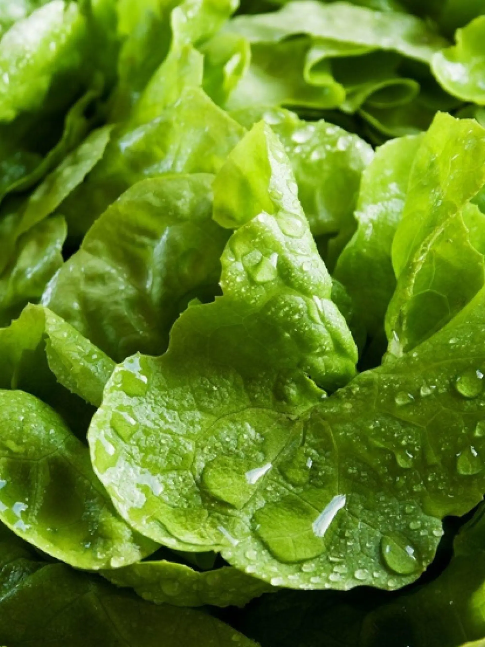salat
