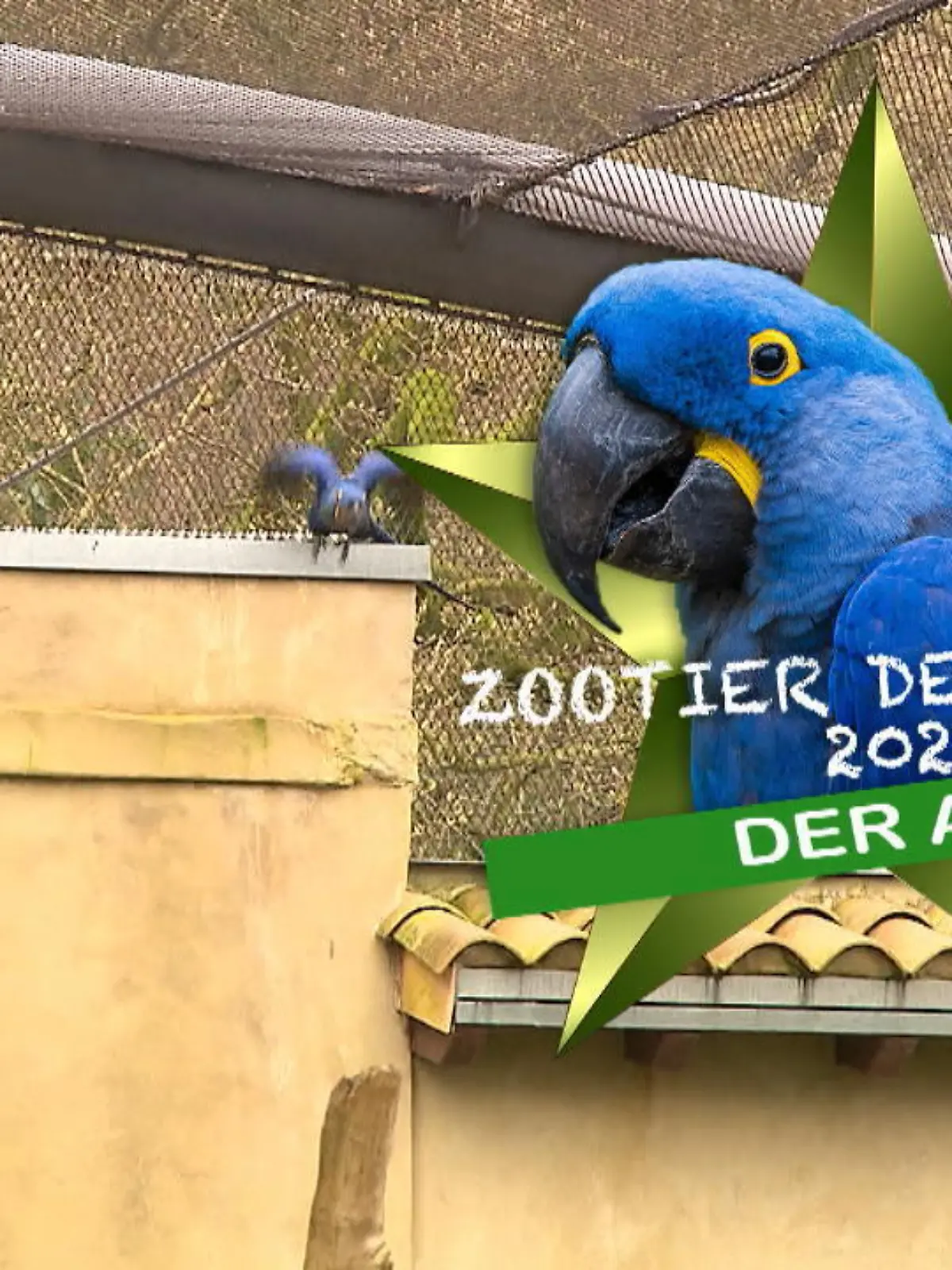 Bild zu: "Zootier des Jahres vorgestellt"