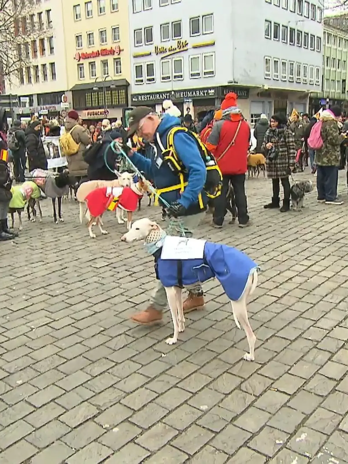 Bild zu: "Protest mit Herrchen und Hunden"