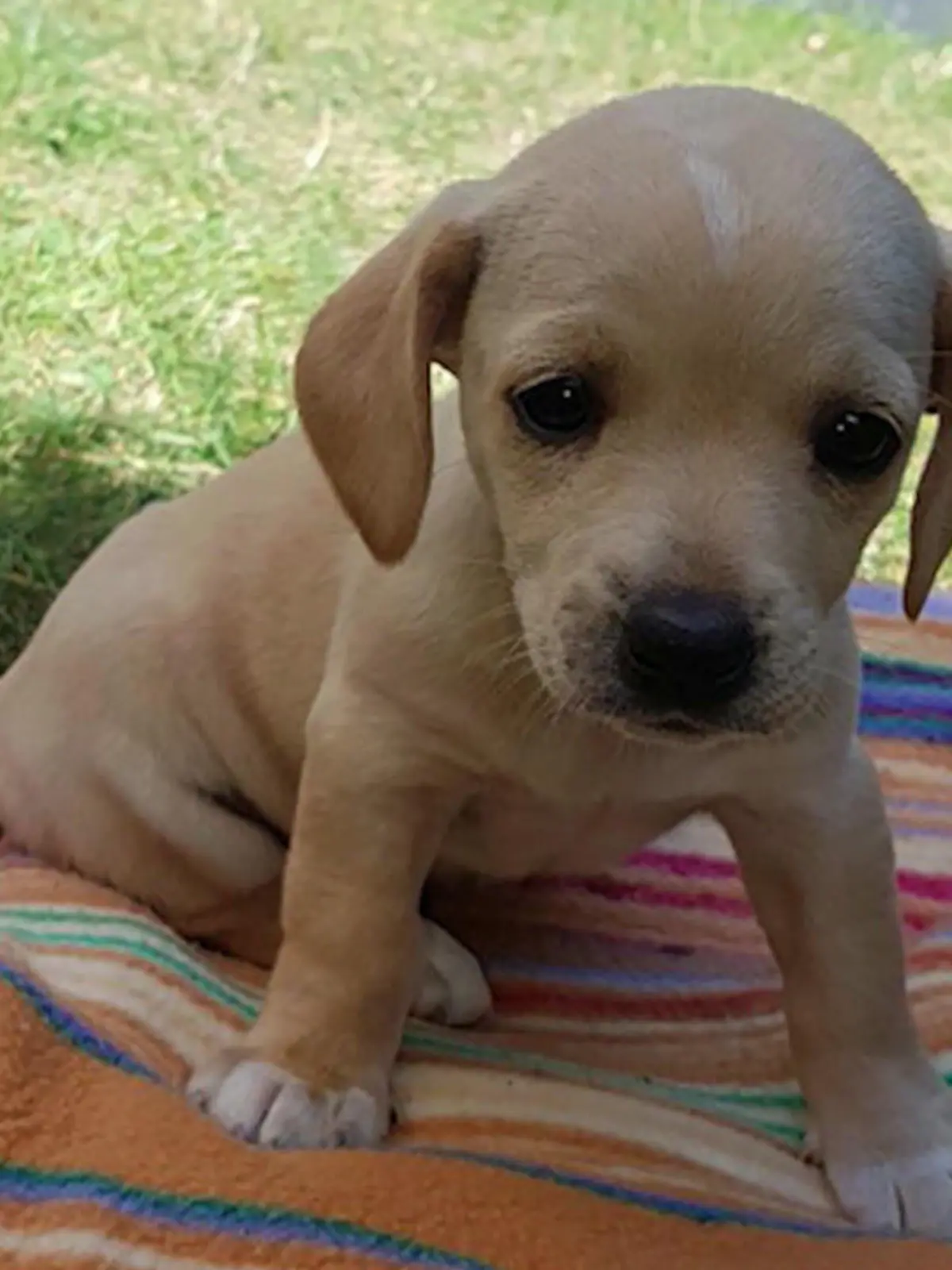 Die Welpenmafia versucht immer wieder über Zwischenhändler kranke Hunde aus schlimmsten Zuchtbedingungen weiterzuverkaufen. Der Endkäufer bemerkt den Gesundheitszustand des Tieres oft erst nach Tagen!
