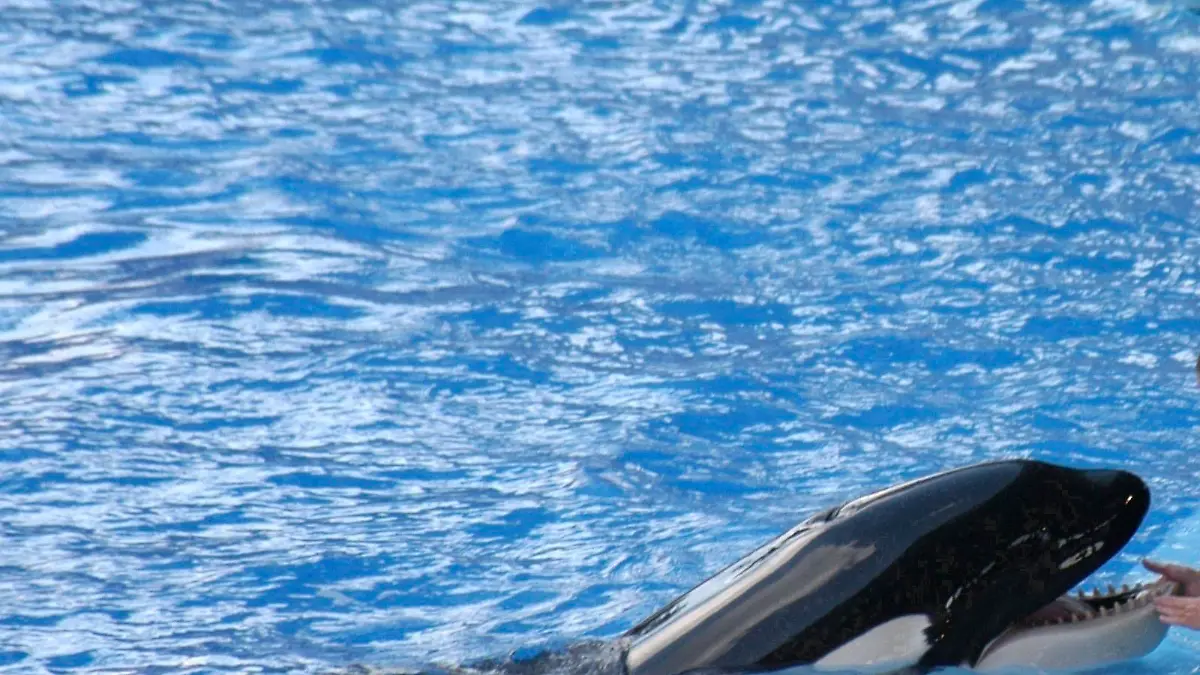 File Photos Tilikum, the orca that killed a trainer at SeaWorld Orlando in 2010, has died, his owners have announced. He was estimated to be 36-years-old and was born in waters off Iceland. Tilikum was featured in the documentary Blackfish, which criticised parks that keep killer whales in captivity. Trainer Dawn Brancheau died after Tilikum dragged her underwater by her hair and repeatedly struck her, the investigation into the death ruled that she died from drowning and traumatic injuries. PICTURED: SeaWorld trainer DAWN BRANCHEAU performs with a killer whale during a show in Orlando on Sept. 4, 2005.
<P>
Pictured: SeaWorld 'Killer' Orca Tilikum Dies
<B>Ref: SPL1417526 060117 </B><BR/>
Picture by: Phelan Ebenhack / ZUMA Press / Splash News<BR/>
</P><P>
<B>Splash News and Pictures</B><BR/>
Los Angeles: 310-821-2666<BR/>
New York: 212-619-2666<BR/>
London: 870-934-2666<BR/>
photodesk@splashnews.com<BR/>
</P>