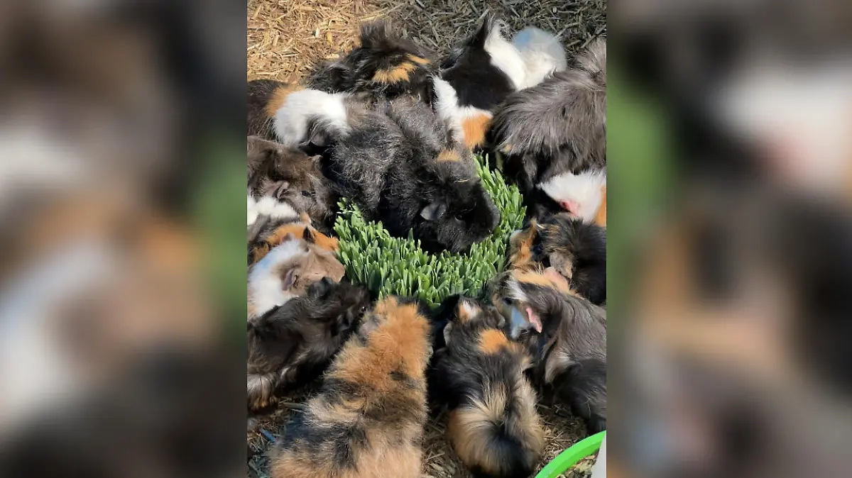 Meerschweinchen beim Fressen