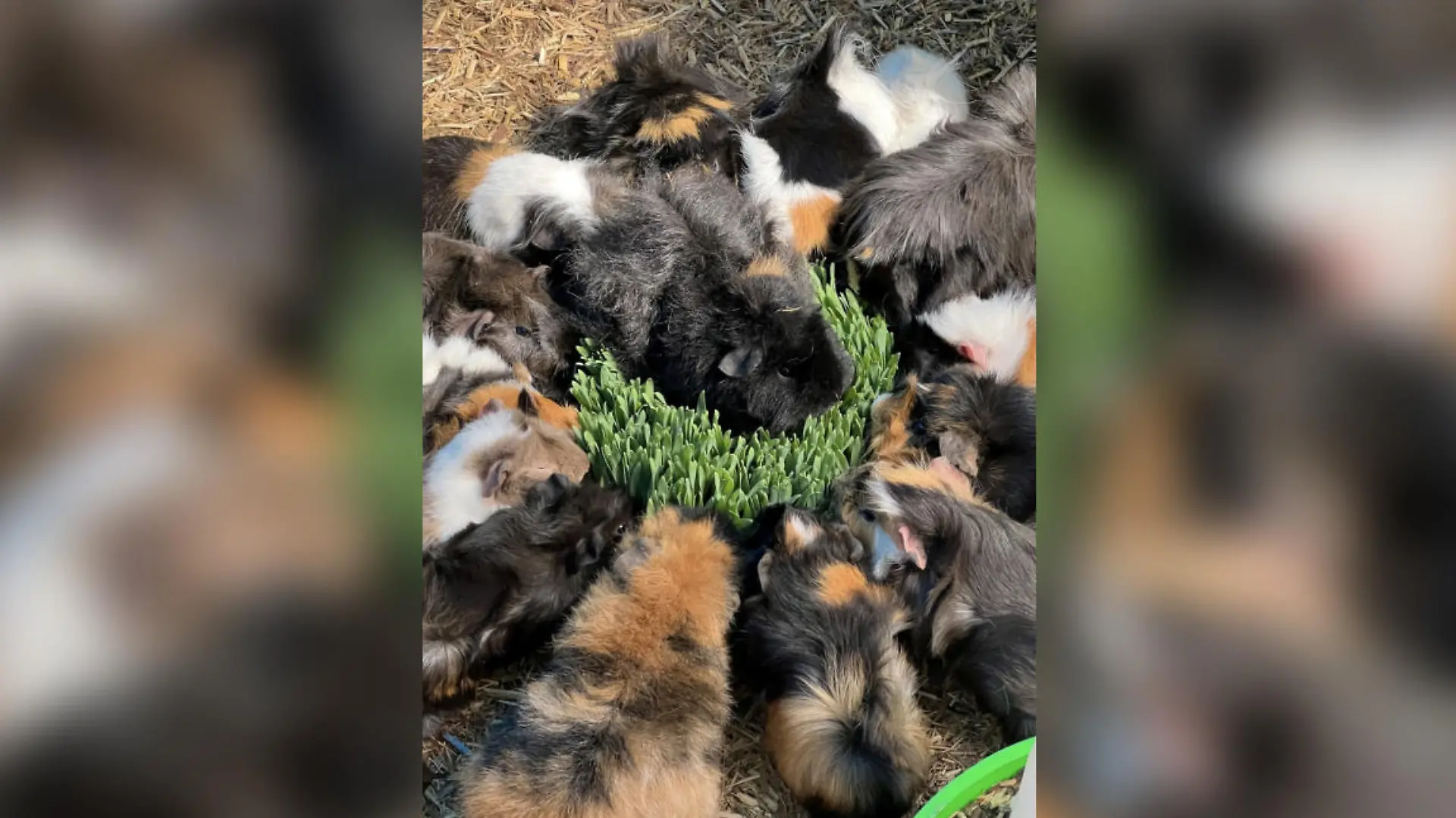 Meerschweinchen beim Fressen