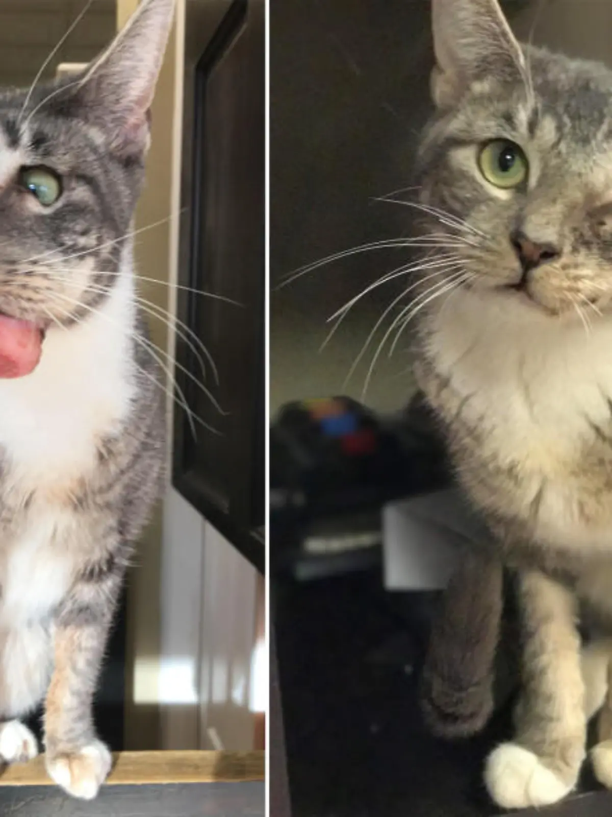 Linkes Bild: Katze mit Tumor im Maul, rechts: Katze guckt neugierig in die Kamera