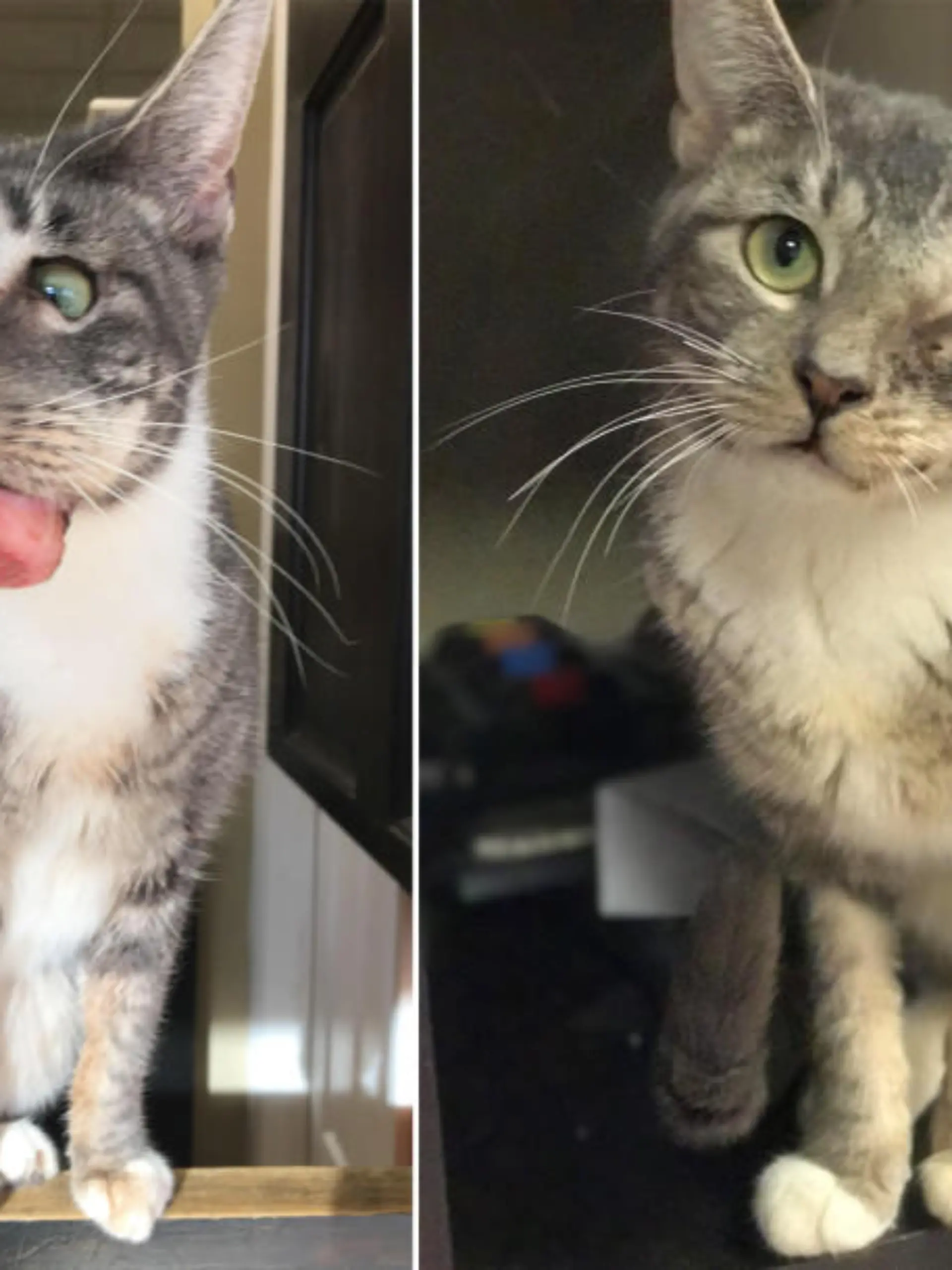 Linkes Bild: Katze mit Tumor im Maul, rechts: Katze guckt neugierig in die Kamera