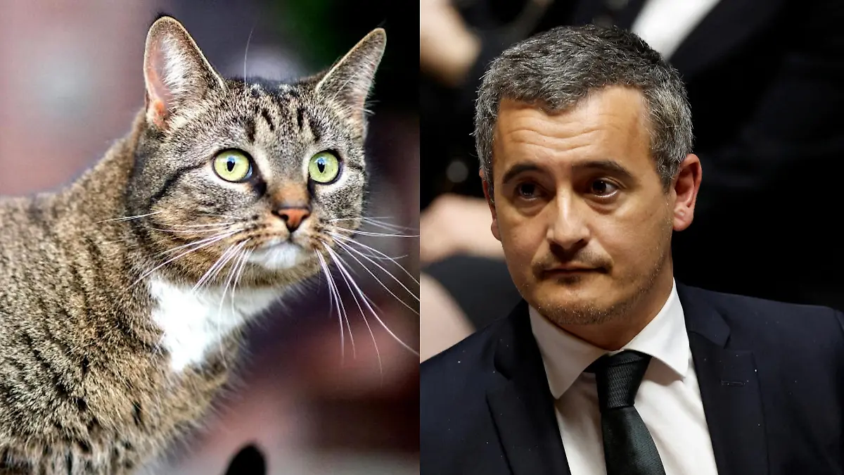 Gérald Darmanin und Katze