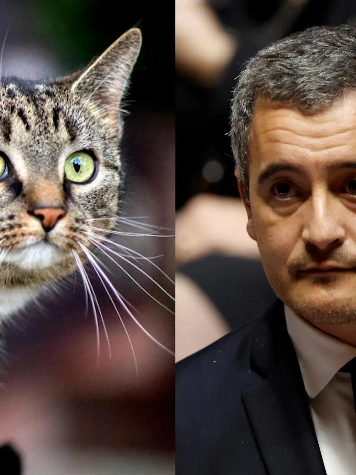 Gérald Darmanin und Katze