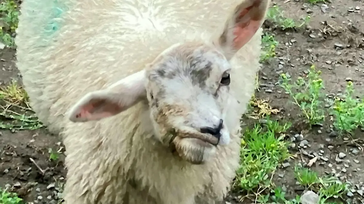 SONDERKONDITIONEN: Satzpreis!
Cops have launched a lamb-hunt to find thieves who stole Britains ugliest sheep called Scuzzy. See SWNS story SWSMsheep. The nine-month-old Texel breed was last seen on January 6 playing in a field near her home in Northumberland. She was born with deformed features which means she only has one eye and her mouth is twisted into a bizarre grimace. Her owner Michelle Pouton affectionately named her Scuzzy and kept her as a pet on the farm she runs. / action press
