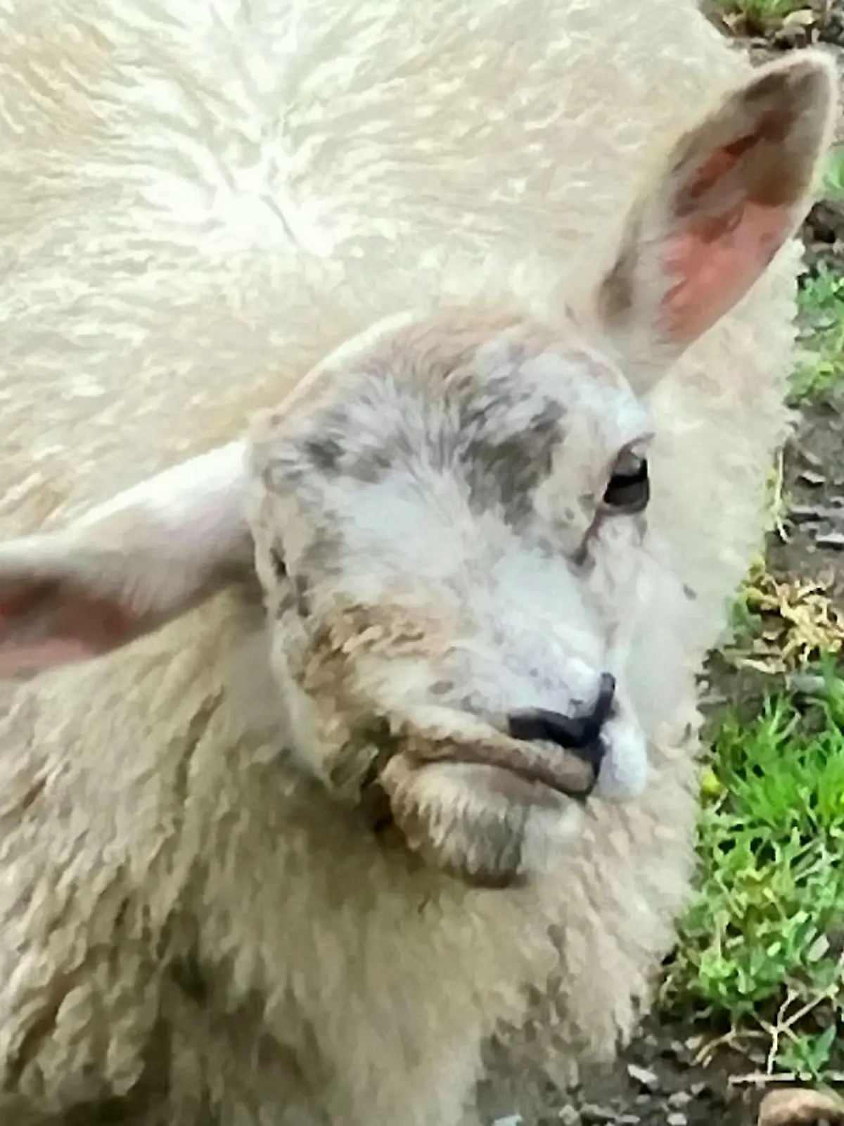SONDERKONDITIONEN: Satzpreis!
Cops have launched a lamb-hunt to find thieves who stole Britains ugliest sheep  called Scuzzy. See SWNS story SWSMsheep. The nine-month-old Texel breed was last seen on January 6 playing in a field near her home in Northumberland. She was born with deformed features which means she only has one eye and her mouth is twisted into a bizarre grimace. Her owner Michelle Pouton affectionately named her Scuzzy and kept her as a pet on the farm she runs.  / action press