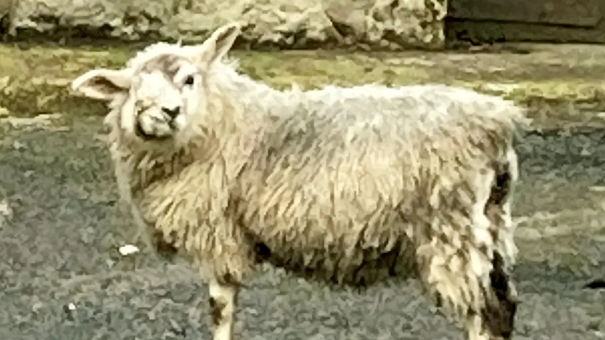 SONDERKONDITIONEN: Satzpreis!
Cops have launched a lamb-hunt to find thieves who stole Britains ugliest sheep called Scuzzy. See SWNS story SWSMsheep. The nine-month-old Texel breed was last seen on January 6 playing in a field near her home in Northumberland. She was born with deformed features which means she only has one eye and her mouth is twisted into a bizarre grimace. Her owner Michelle Pouton affectionately named her Scuzzy and kept her as a pet on the farm she runs. / action press