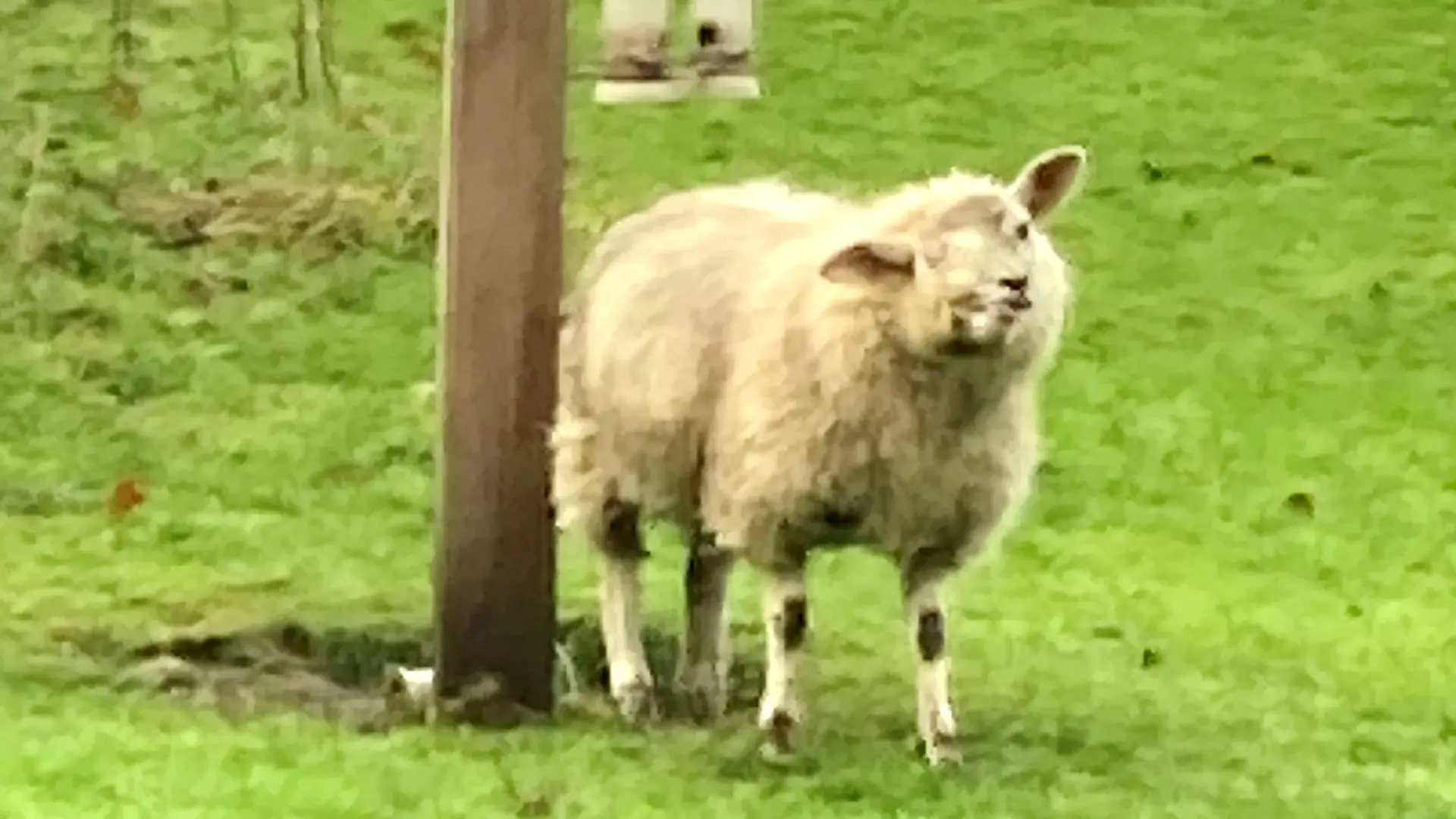 SONDERKONDITIONEN: Satzpreis!
Cops have launched a lamb-hunt to find thieves who stole Britains ugliest sheep called Scuzzy. See SWNS story SWSMsheep. The nine-month-old Texel breed was last seen on January 6 playing in a field near her home in Northumberland. She was born with deformed features which means she only has one eye and her mouth is twisted into a bizarre grimace. Her owner Michelle Pouton affectionately named her Scuzzy and kept her as a pet on the farm she runs. / action press